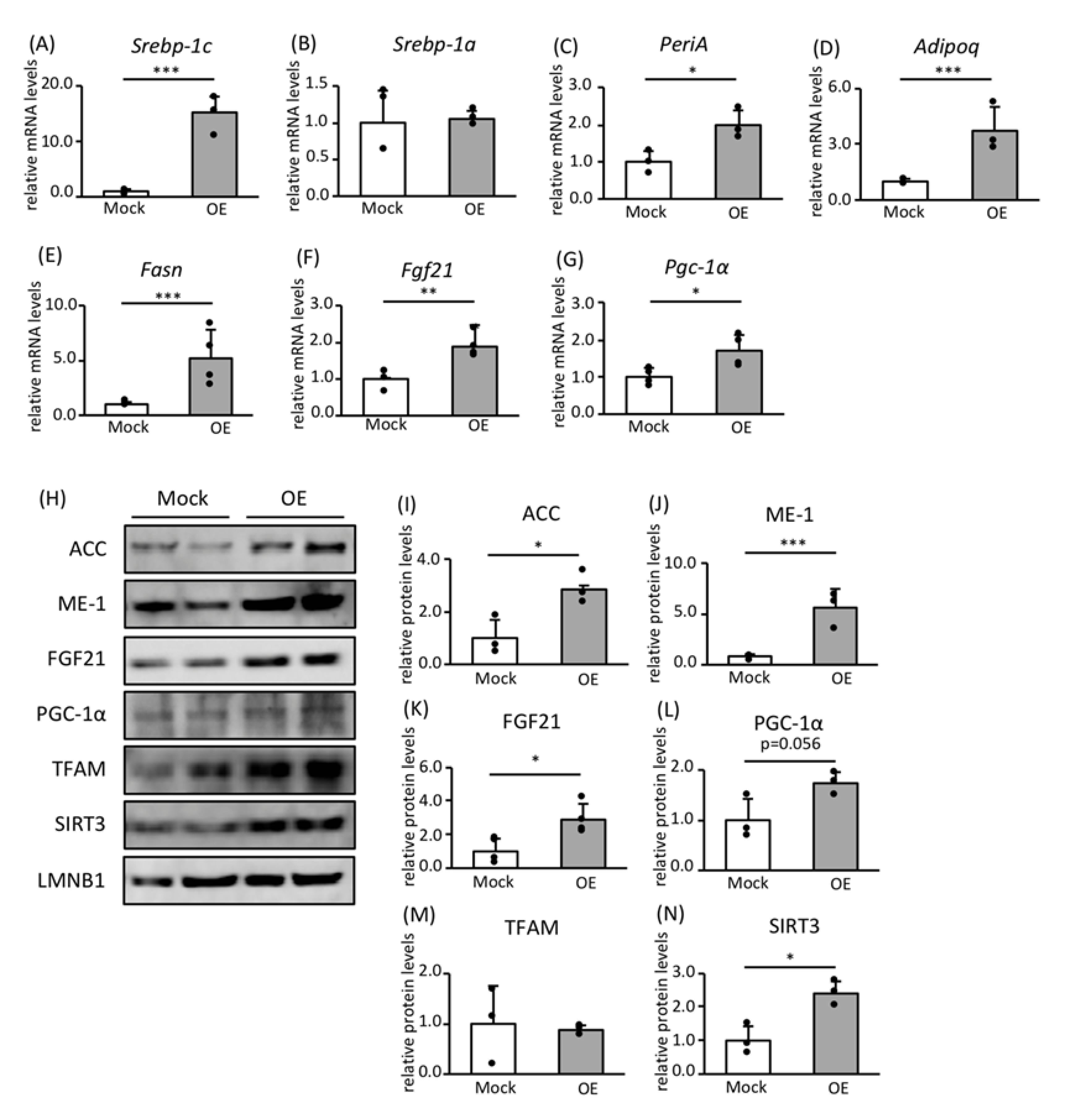 Upregulation of PGC-1 ␣ target genes in human white adipocytes