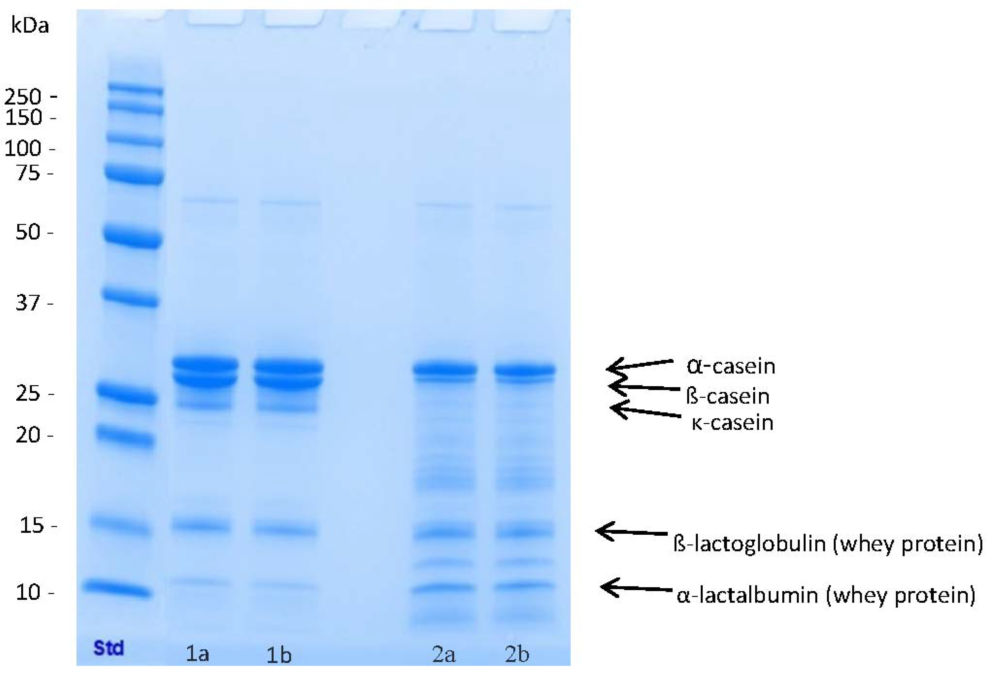 Biorad protein ladder