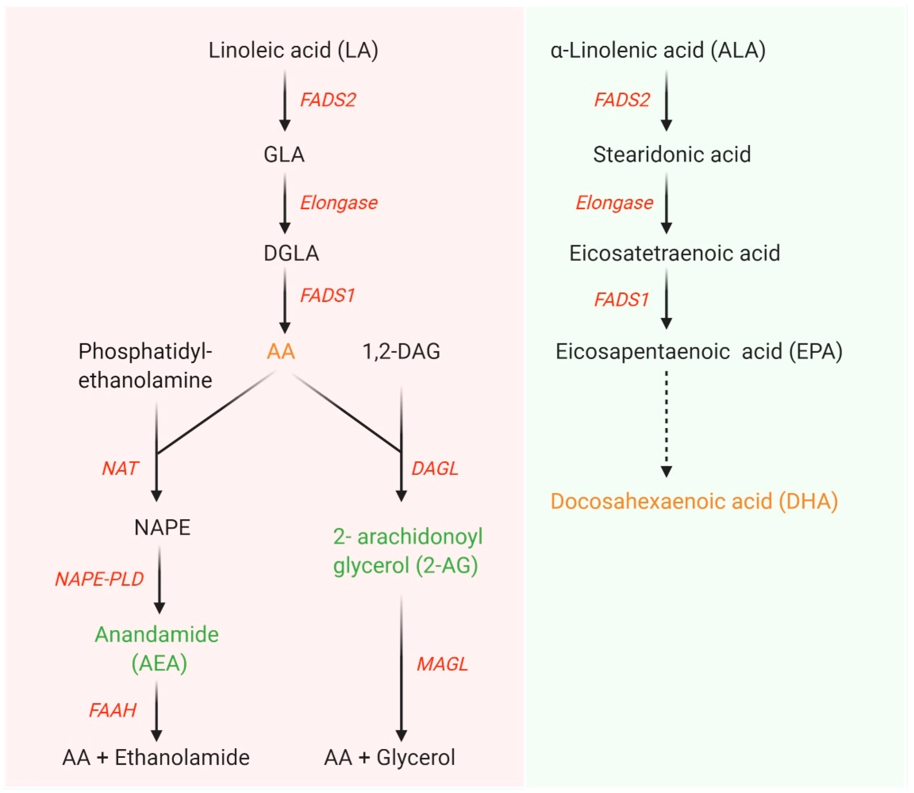 linolenic acid vs linoleic acid
