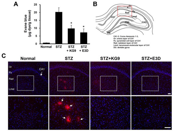 nutrients free full text ginseng extracts gs kg9 and gs e3d prevent blood brain barrier disruption and thereby inhibit apoptotic cell death of hippocampal neurons in streptozotocin induced diabetic rats html