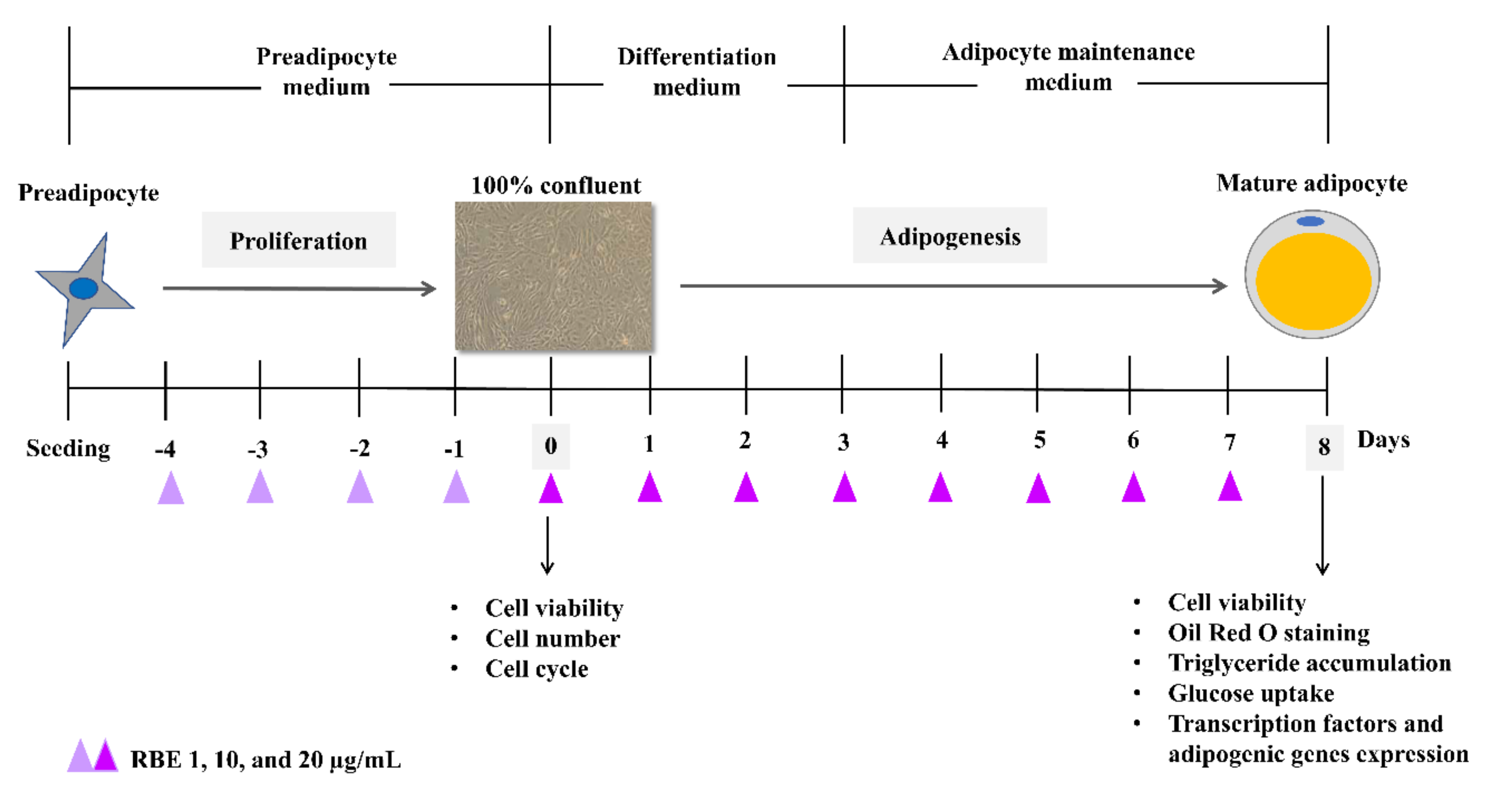 Nutrients 12 02480 g001