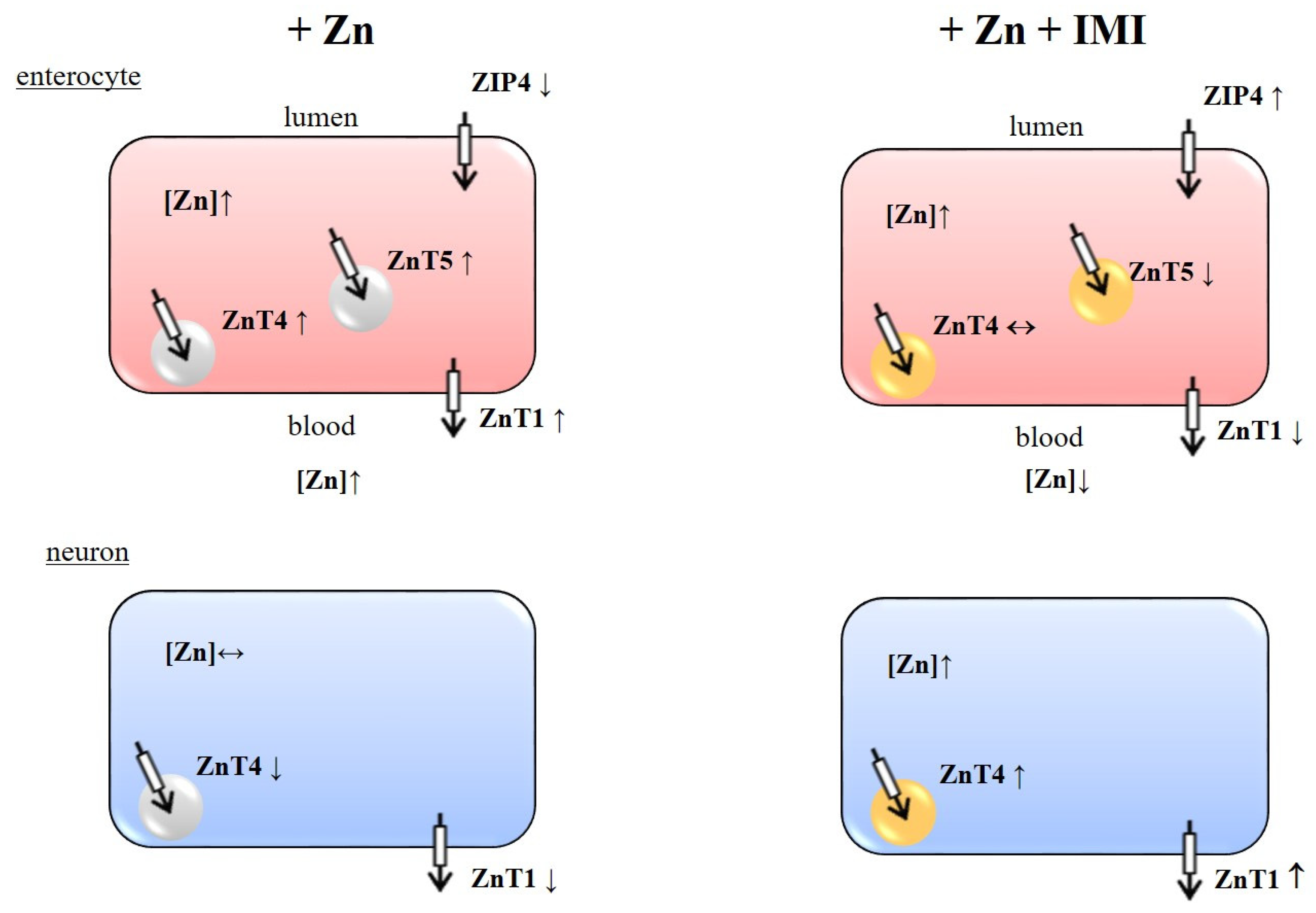 Nutrients 12 02529 g008