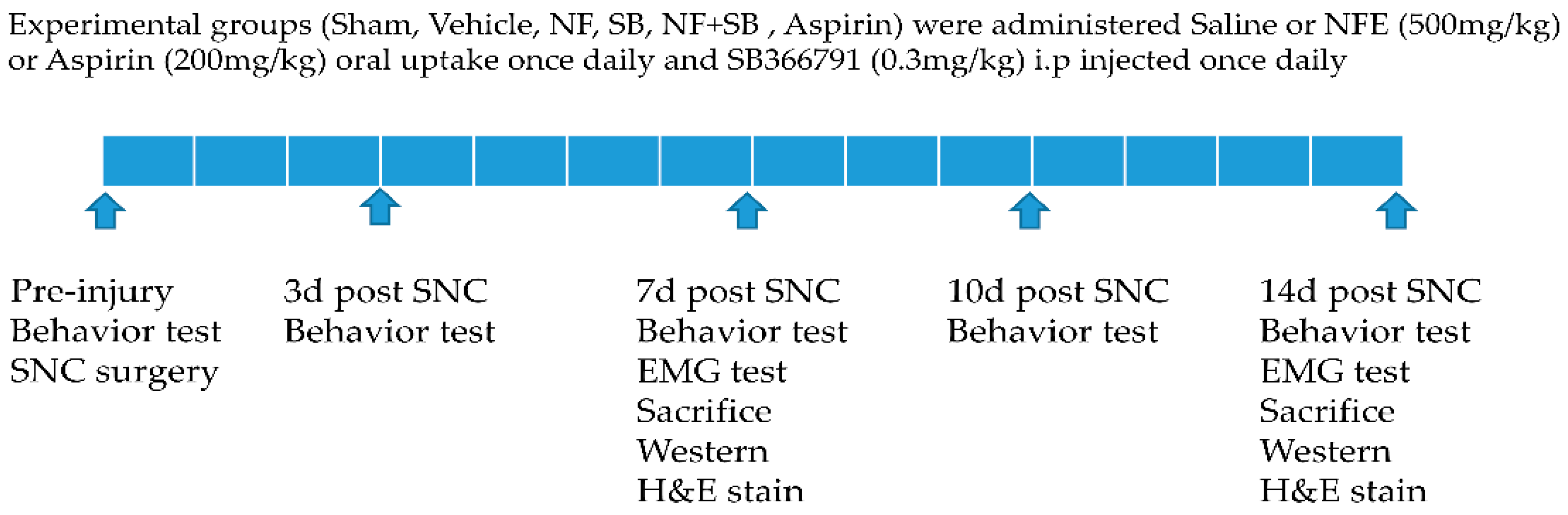 Nutrients Free Full Text Neuroprotective Effect Of Nypa Fruticans Wurmb By Suppressing Trpv1 Following Sciatic Nerve Crush Injury In A Rat Html