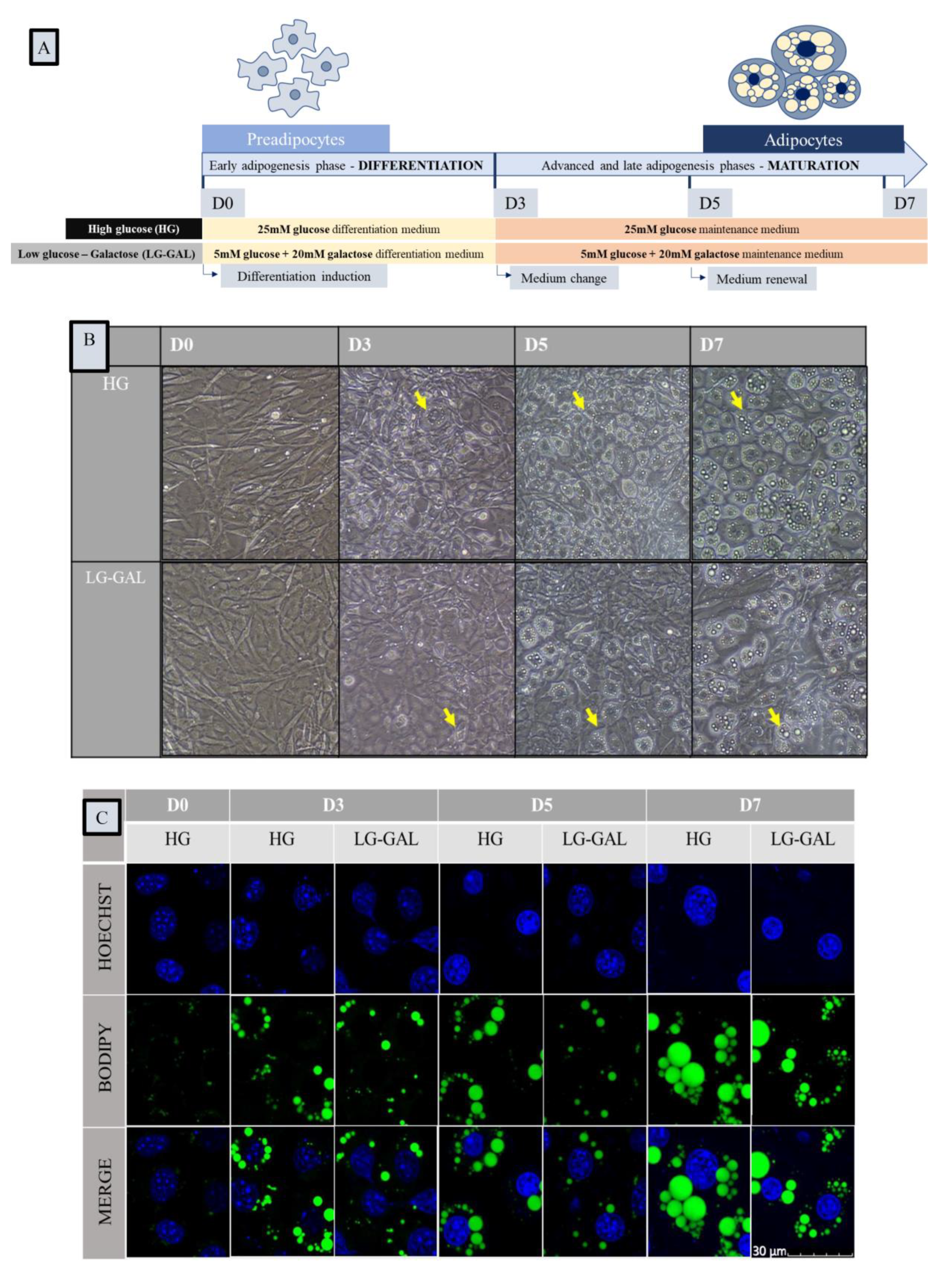 Nutrients 12 02984 g001a