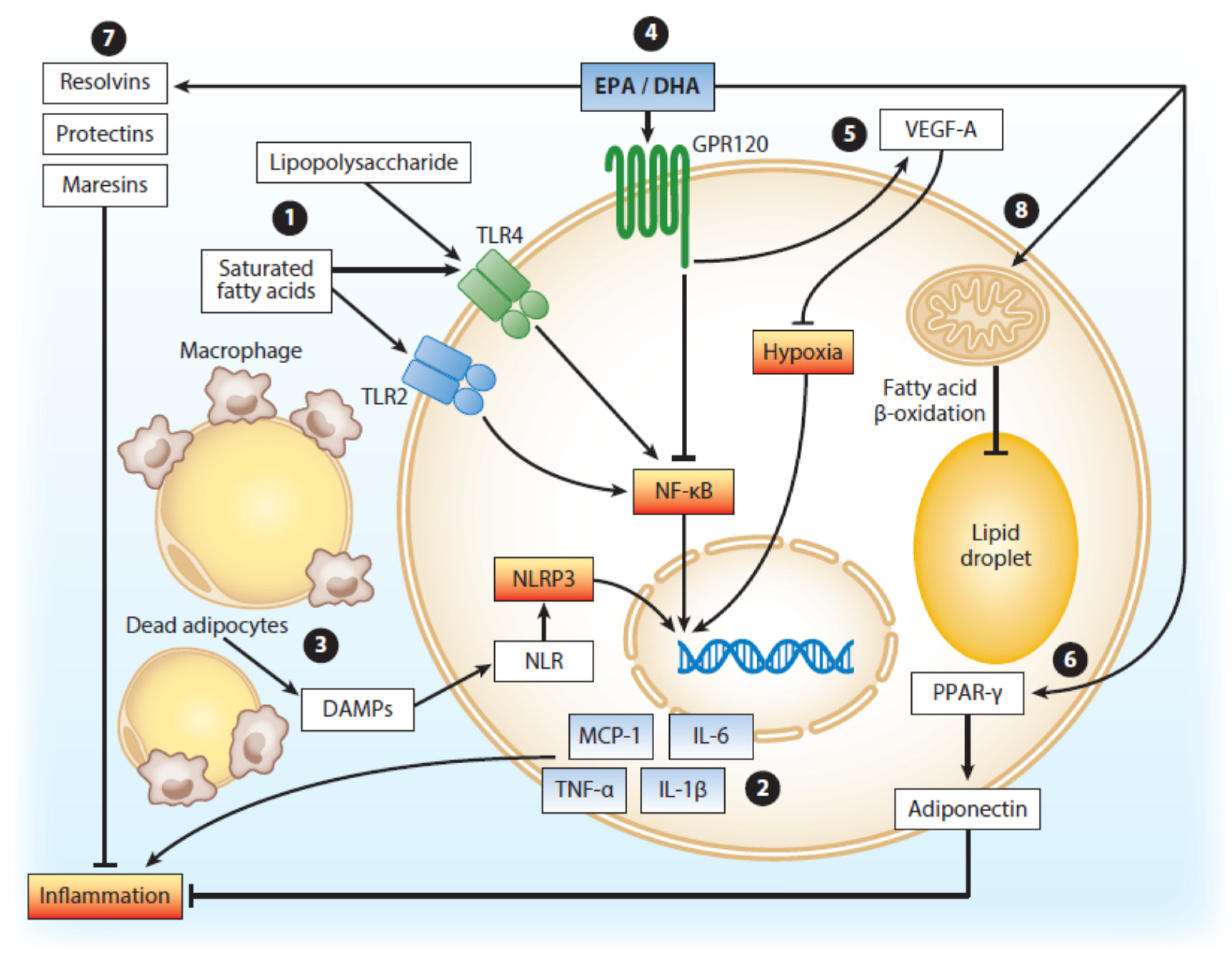 Nutrients 12 03014 g002 Nutrients 12 03014 g002