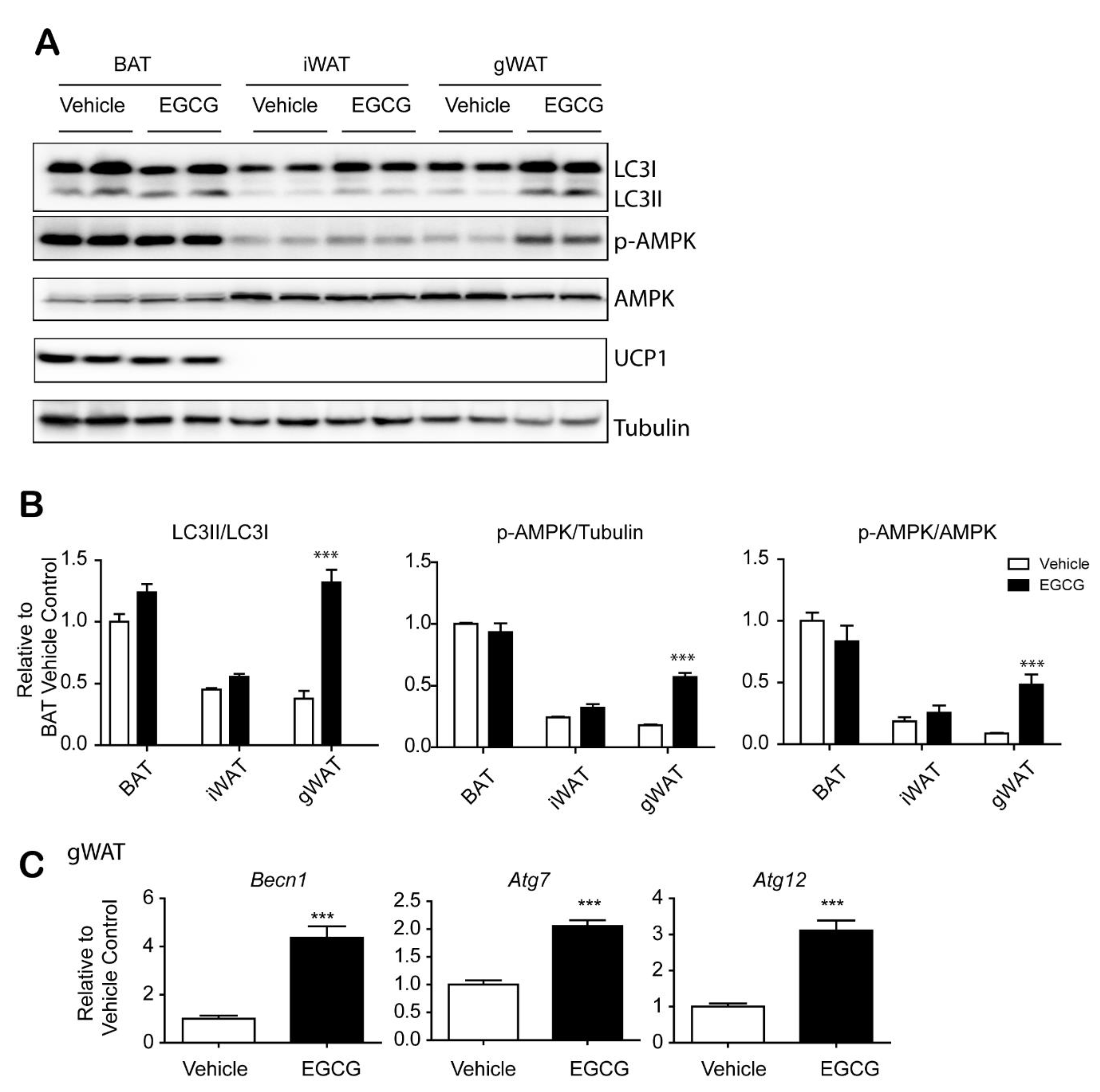 Nutrients 12 03072 g002