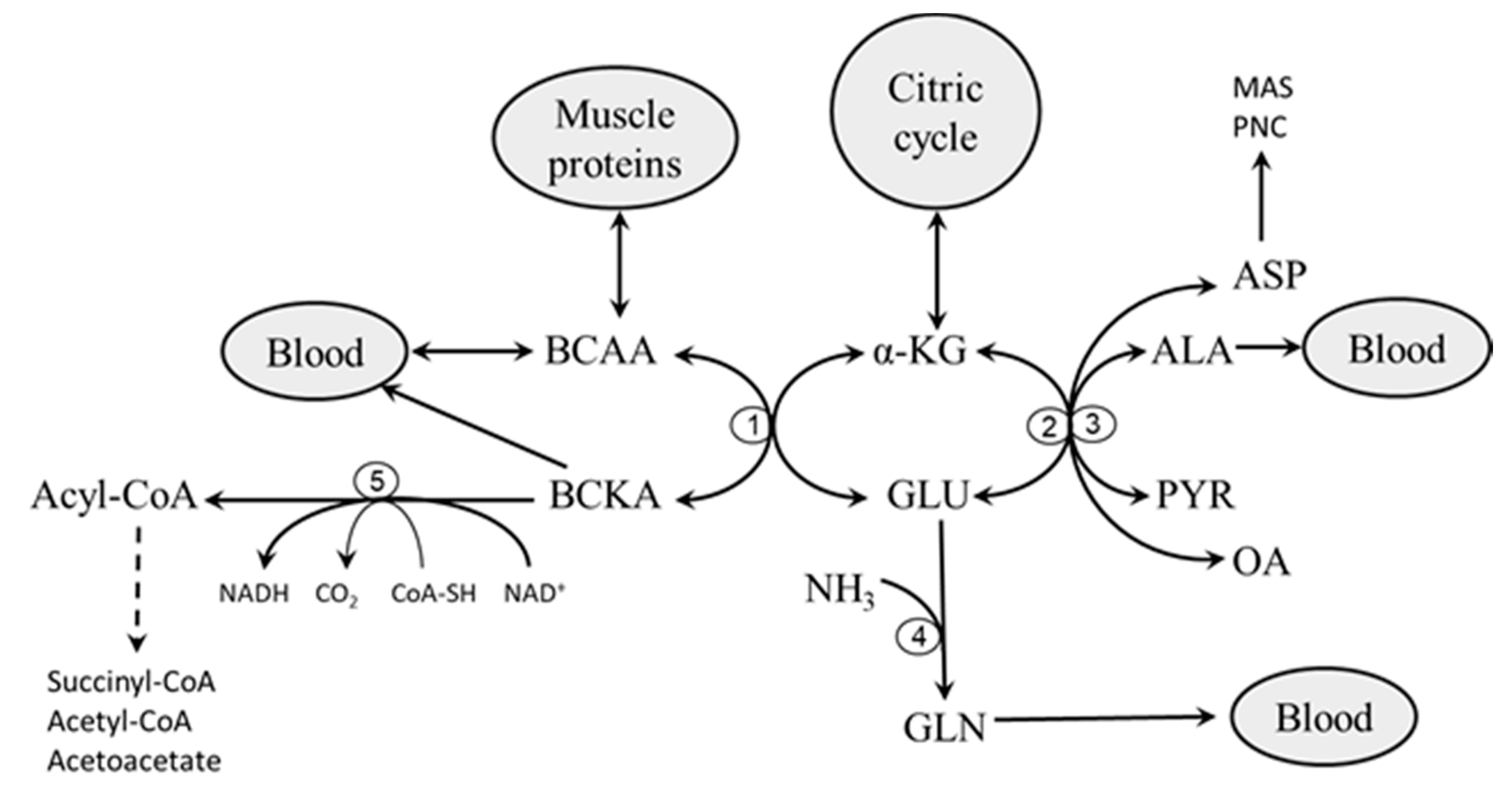 Nutrients | Free Full-Text | Why Are Branched-Chain Amino Acids Increased  in Starvation and Diabetes?