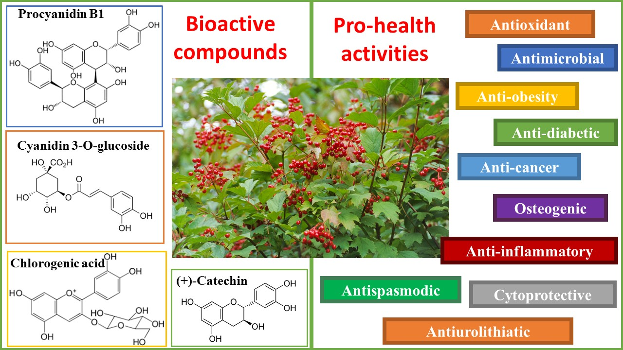 nutrients free full text viburnum opulus l a review of phytochemistry and biological effects html