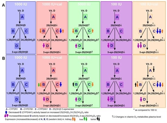 Nutrients Free Full Text Vitamin D Metabolite Profile In Cholecalciferol Or Calcitriol Supplemented Healthy And Mammary Gland Tumor Bearing Mice Html