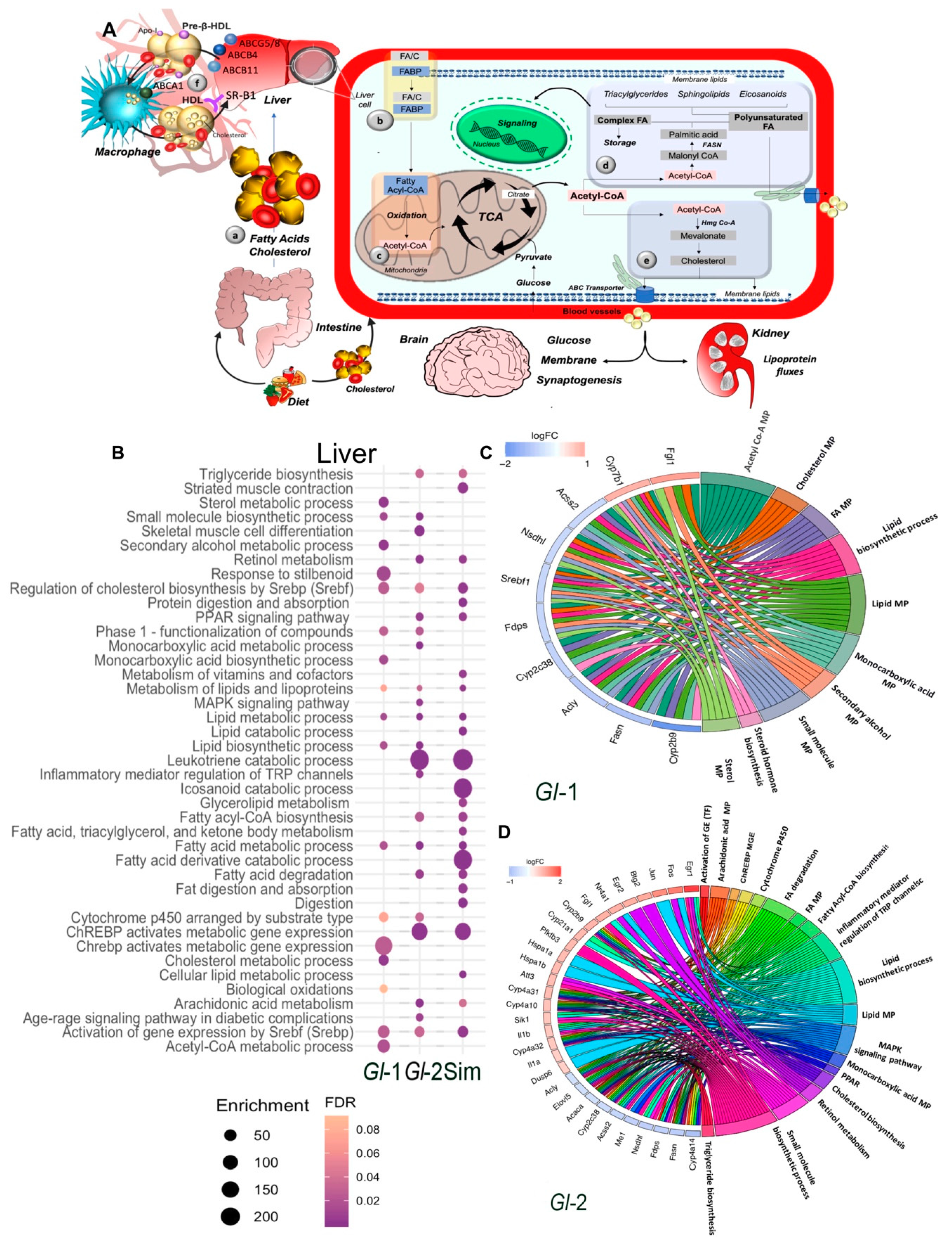 Nutrients | Free Full-Text | Mexican Ganoderma Lucidum Extracts Decrease  Lipogenesis Modulating Transcriptional Metabolic Networks and Gut  Microbiota in C57BL/6 Mice Fed with a High-Cholesterol Diet
