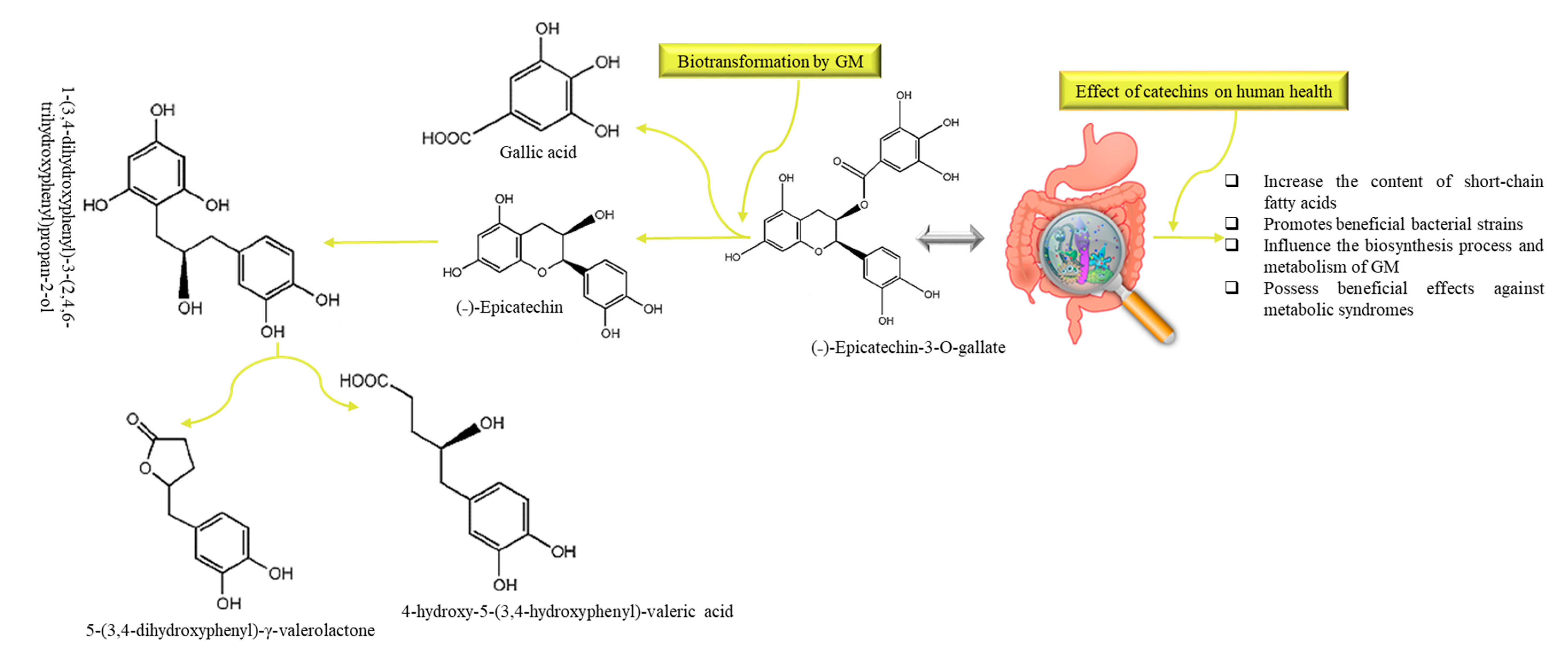 Nutrients 13 00206 g005 Nutrients 13 00206 g005