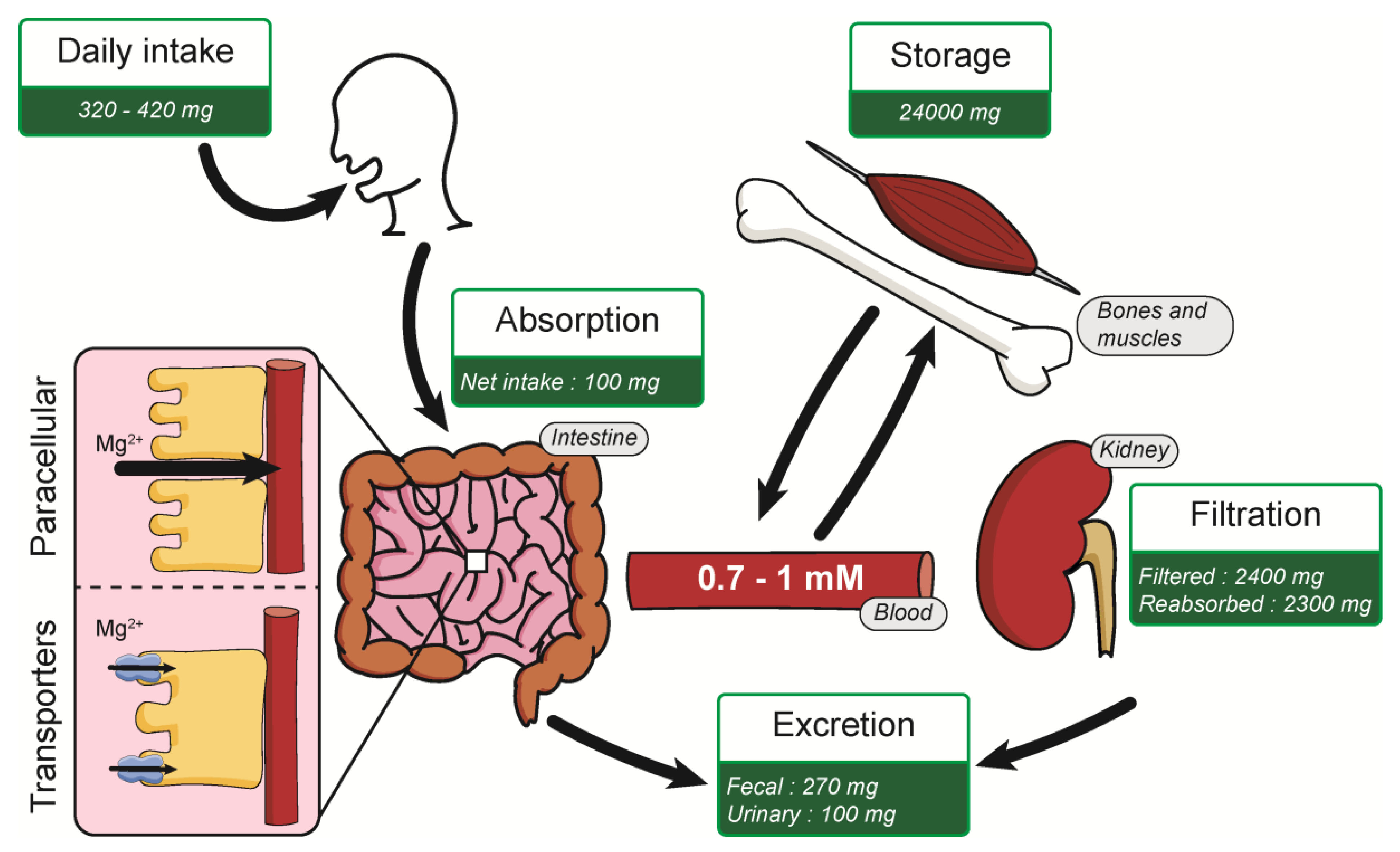 Nutrients 13 00210 g001