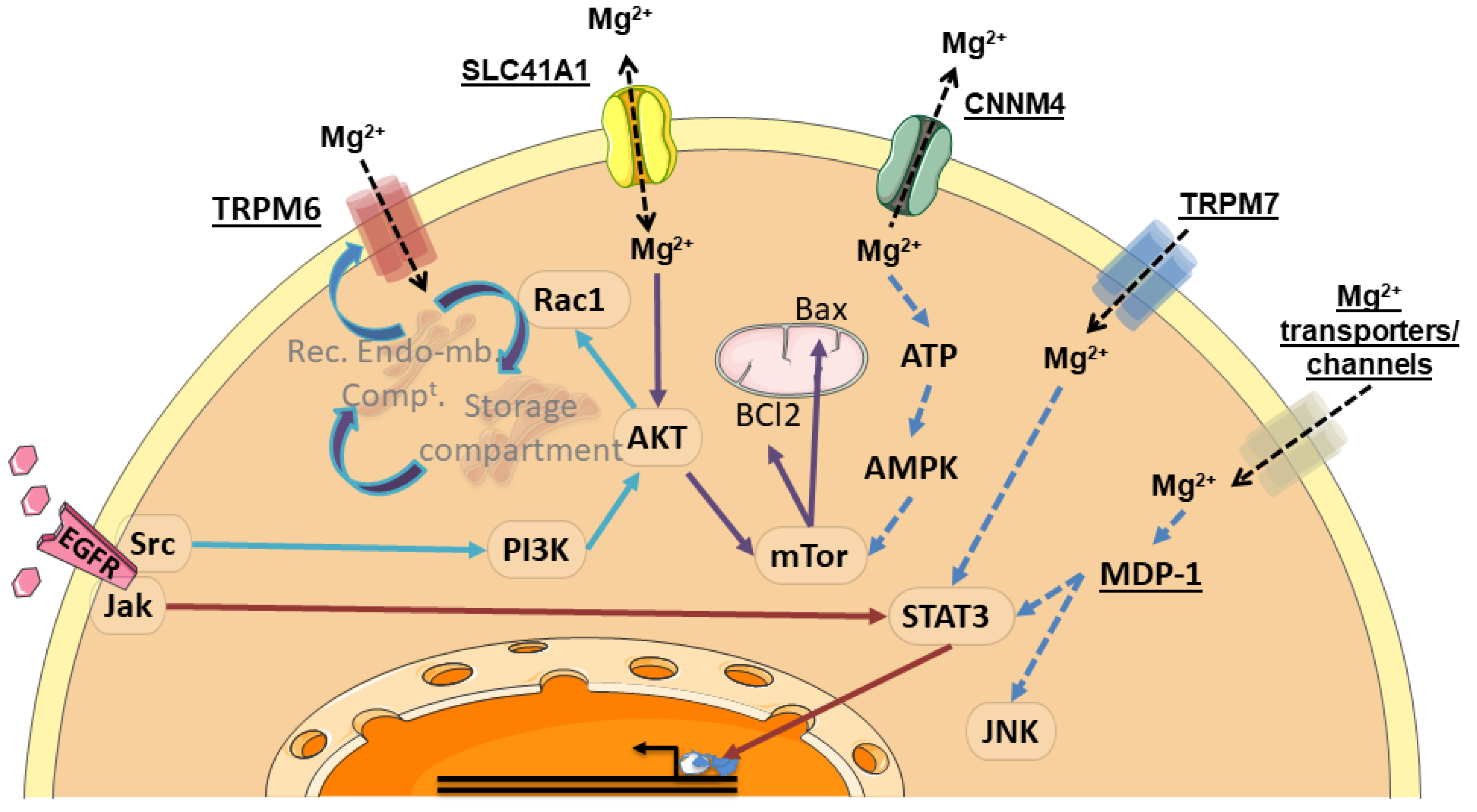 Nutrients 13 00210 g006
