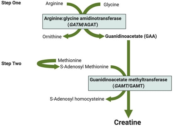 Nutrients Free Full Text Creatine Metabolism In Female Reproduction Pregnancy And Newborn 