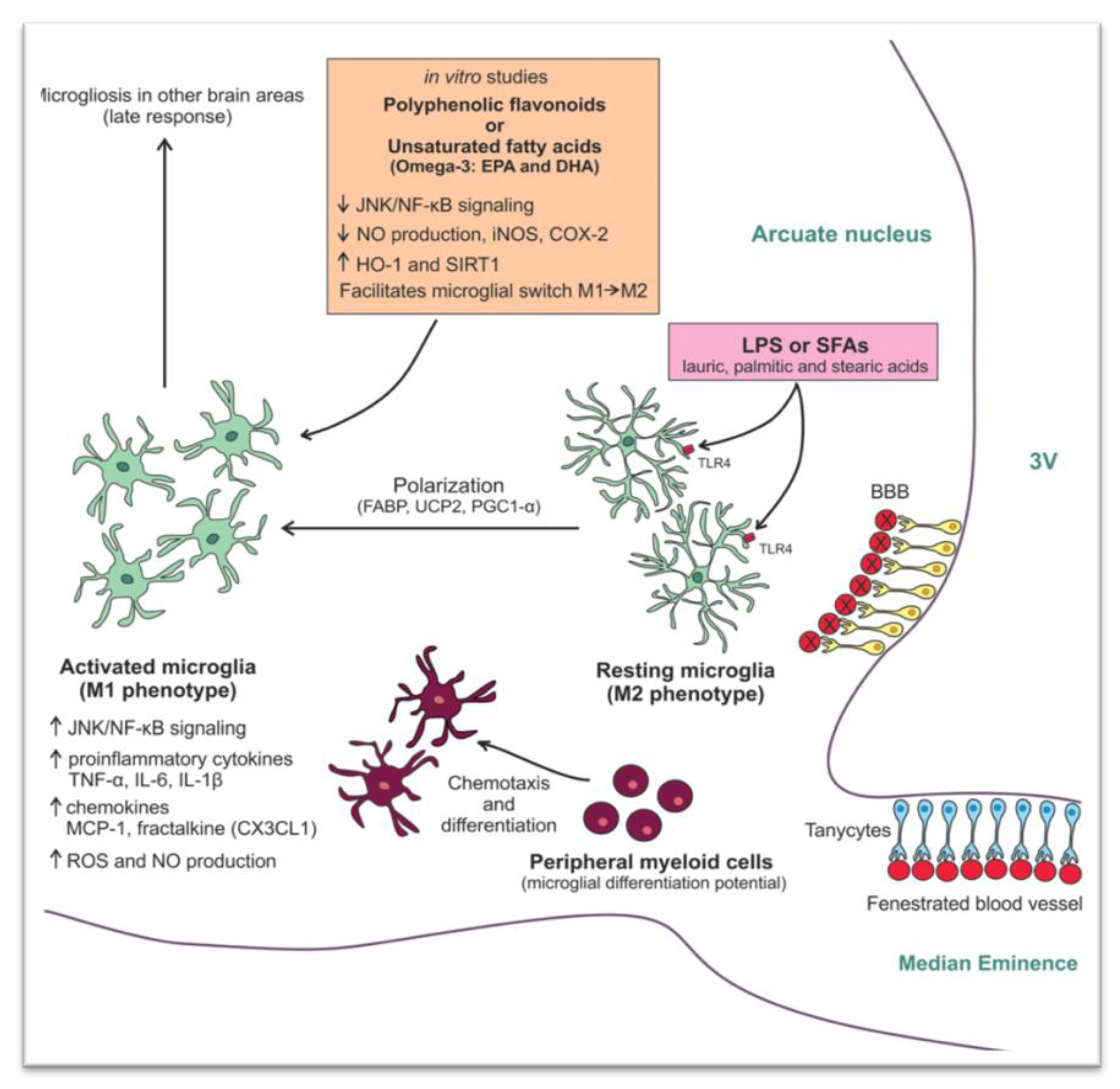 Nutrients 13 00520 g002 Nutrients 13 00520 g002
