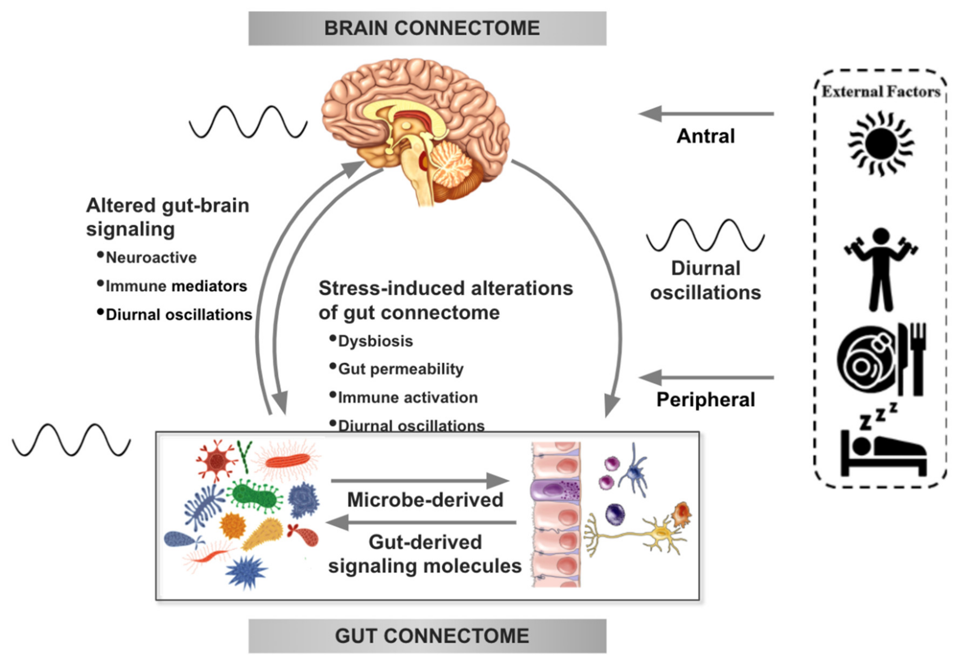 Gut Microbiome–Brain Alliance: A Landscape View into Mental and