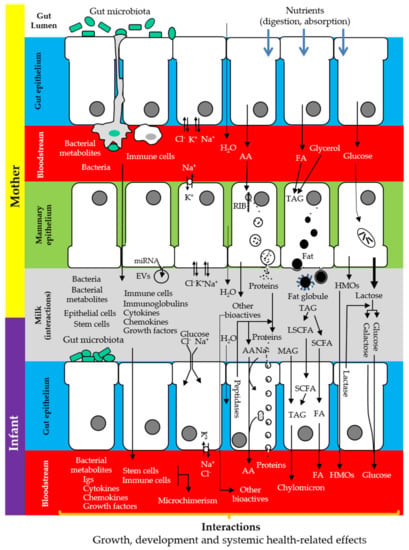 Nutrients, Free Full-Text