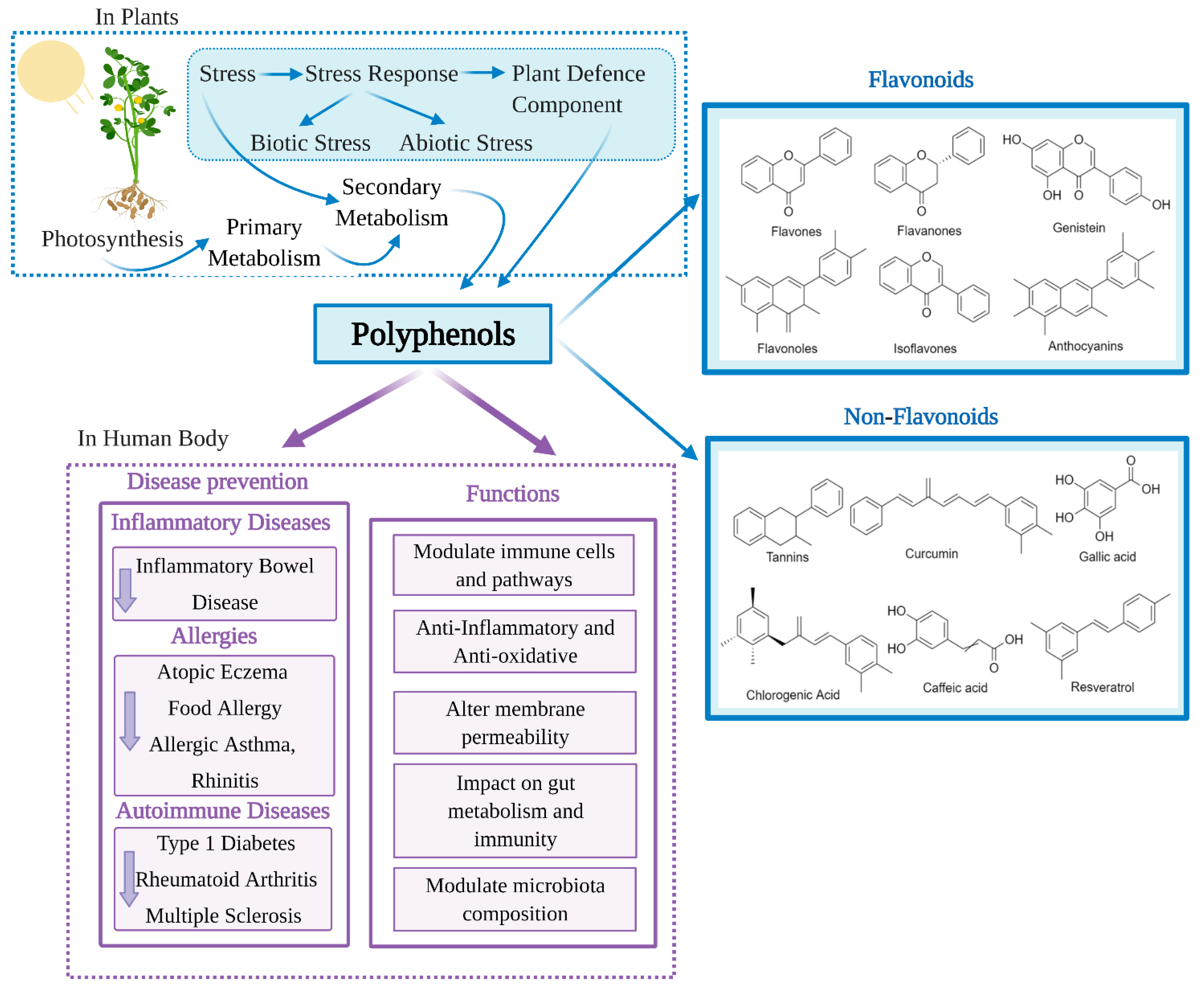 Polyphenols and immune system