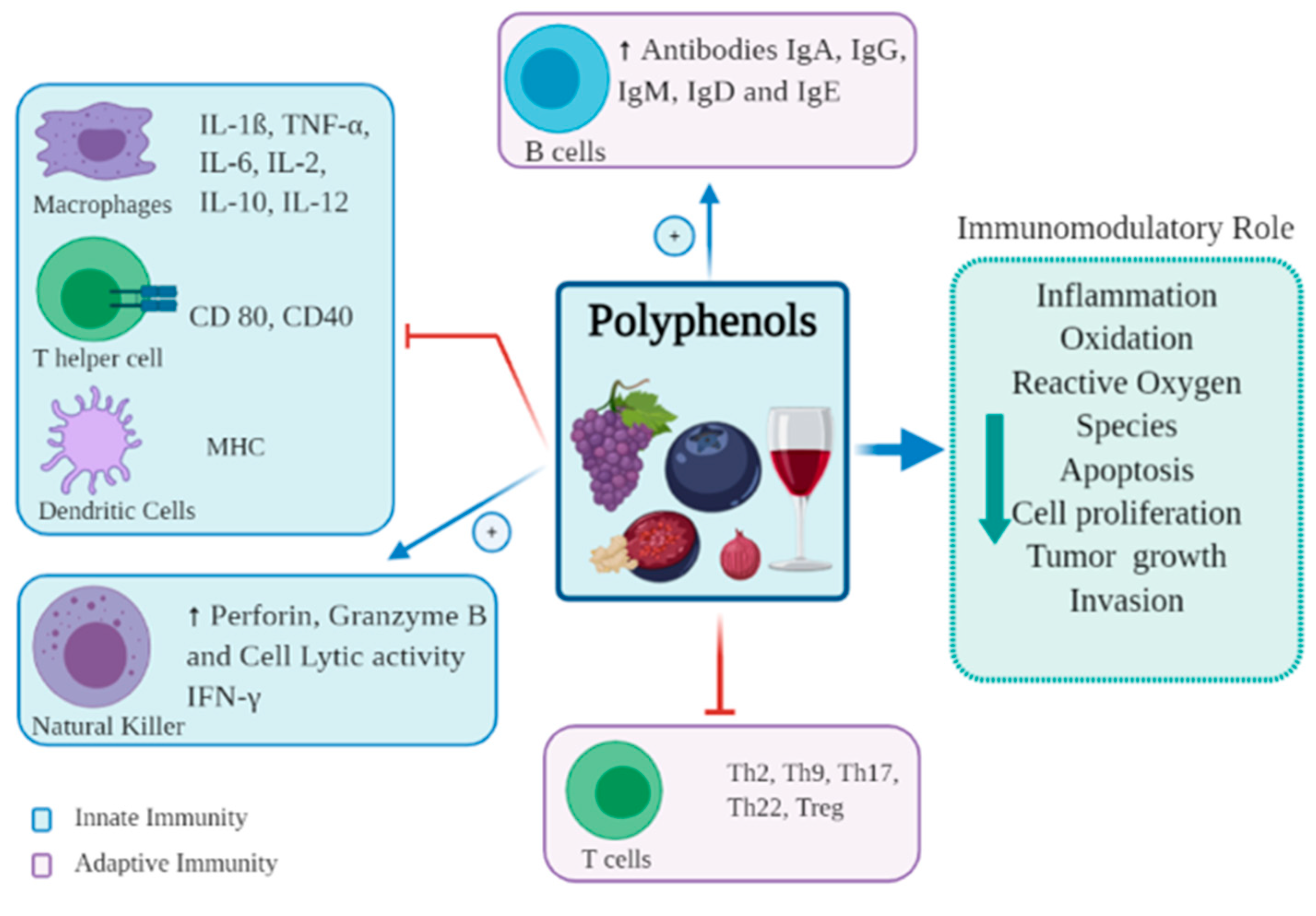Polyphenols and immune function