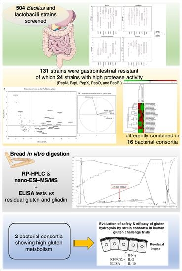 Nutrients Free Full Text Selection Of Gut Resistant Bacteria And Construction Of Microbial Consortia For Improving Gluten Digestion Under Simulated Gastrointestinal Conditions Html