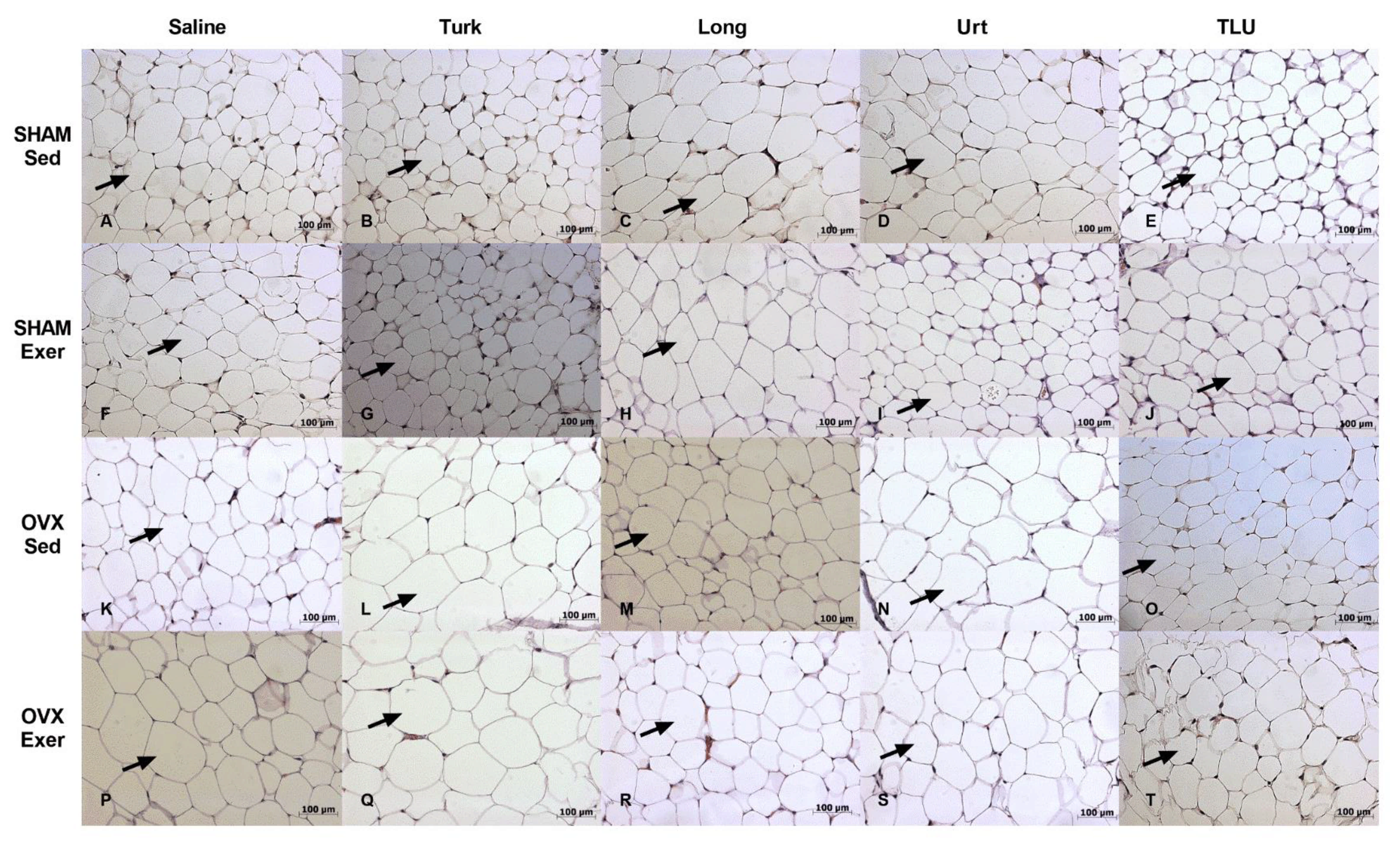 Nutrients 13 01177 g012