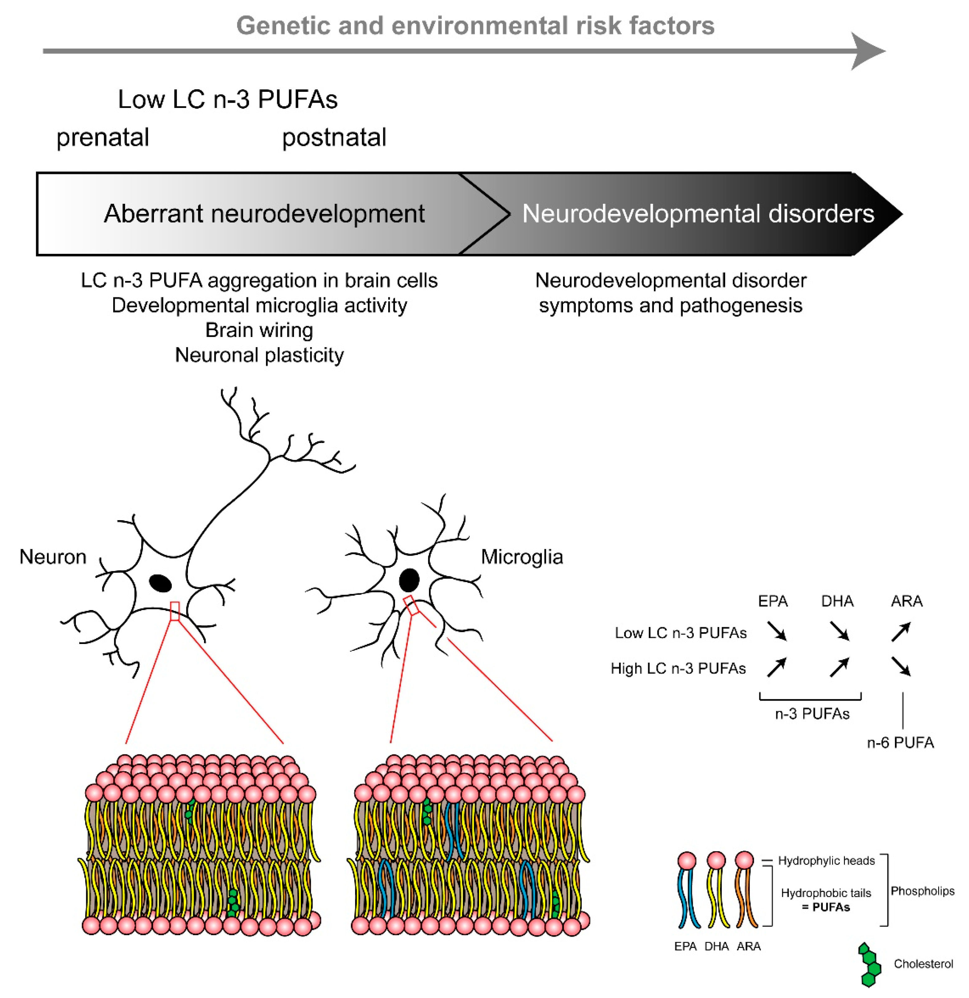 Nutrients Free Full Text Perinatal Dietary Polyunsaturated Fatty Acids In Brain Development Role In Neurodevelopmental Disorders Html