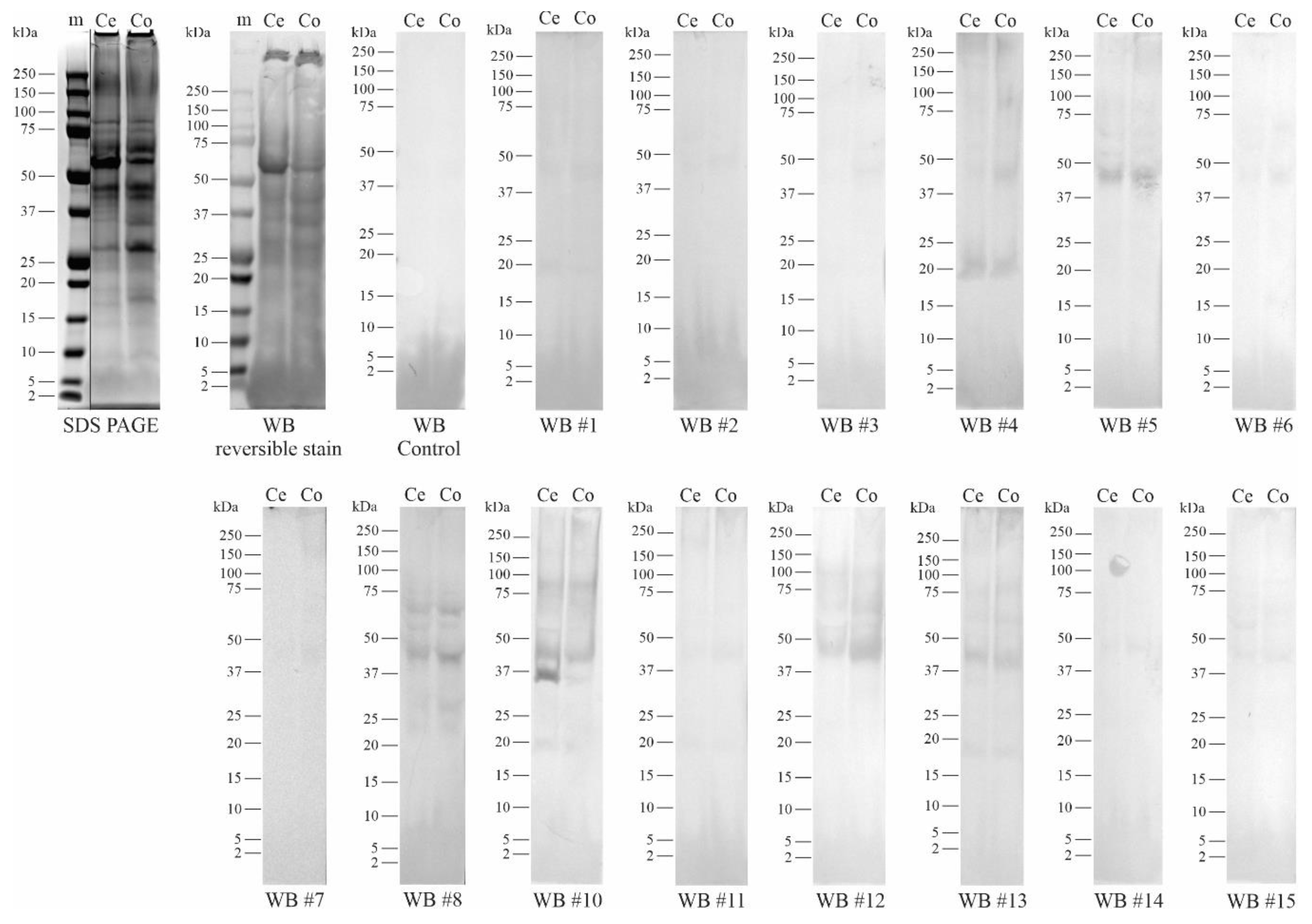 Nutrients 13 01355 g001 Nutrients 13 01355 g001