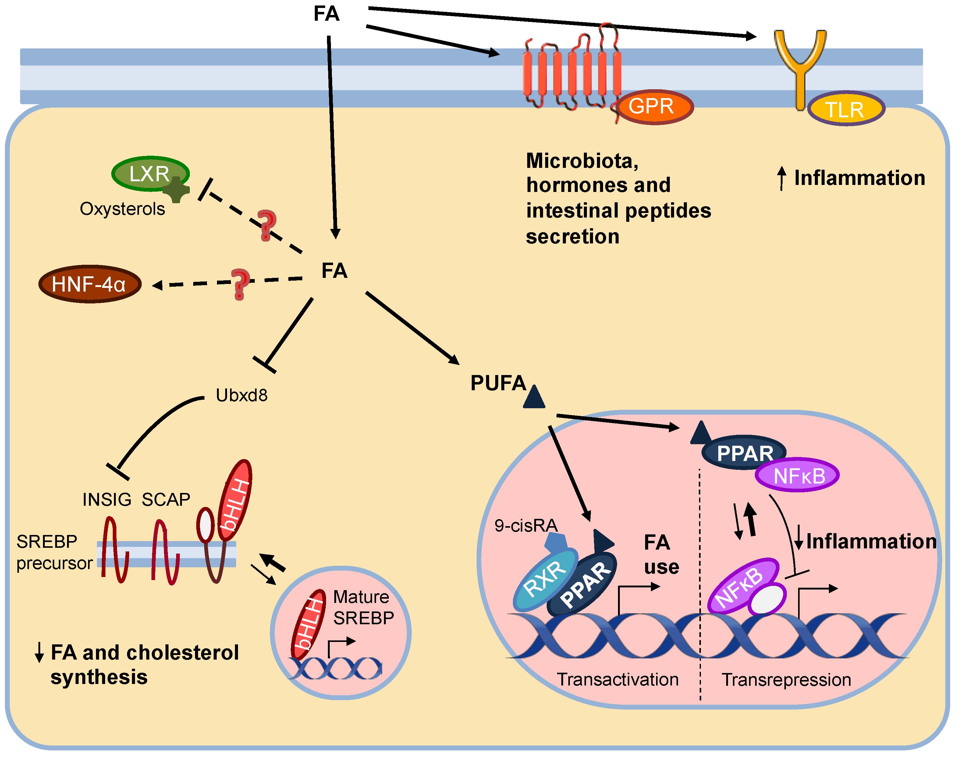 Nutrients 13 01513 g001 Nutrients 13 01513 g001