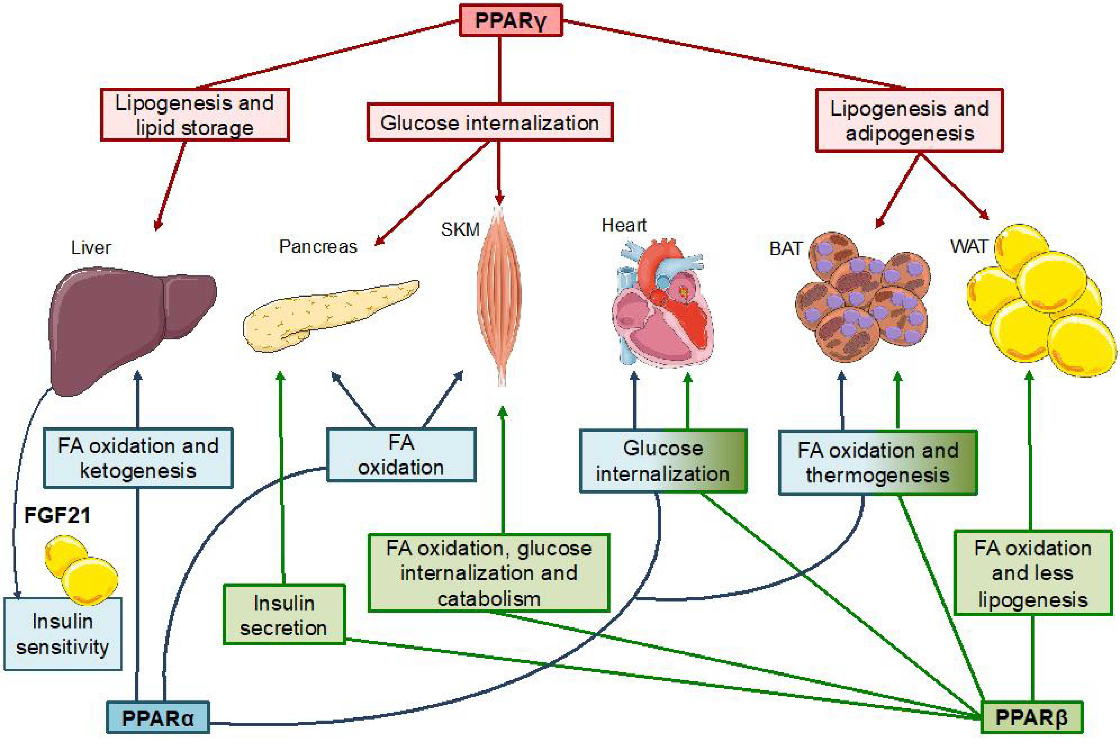 Nutrients 13 01513 g002 Nutrients 13 01513 g002