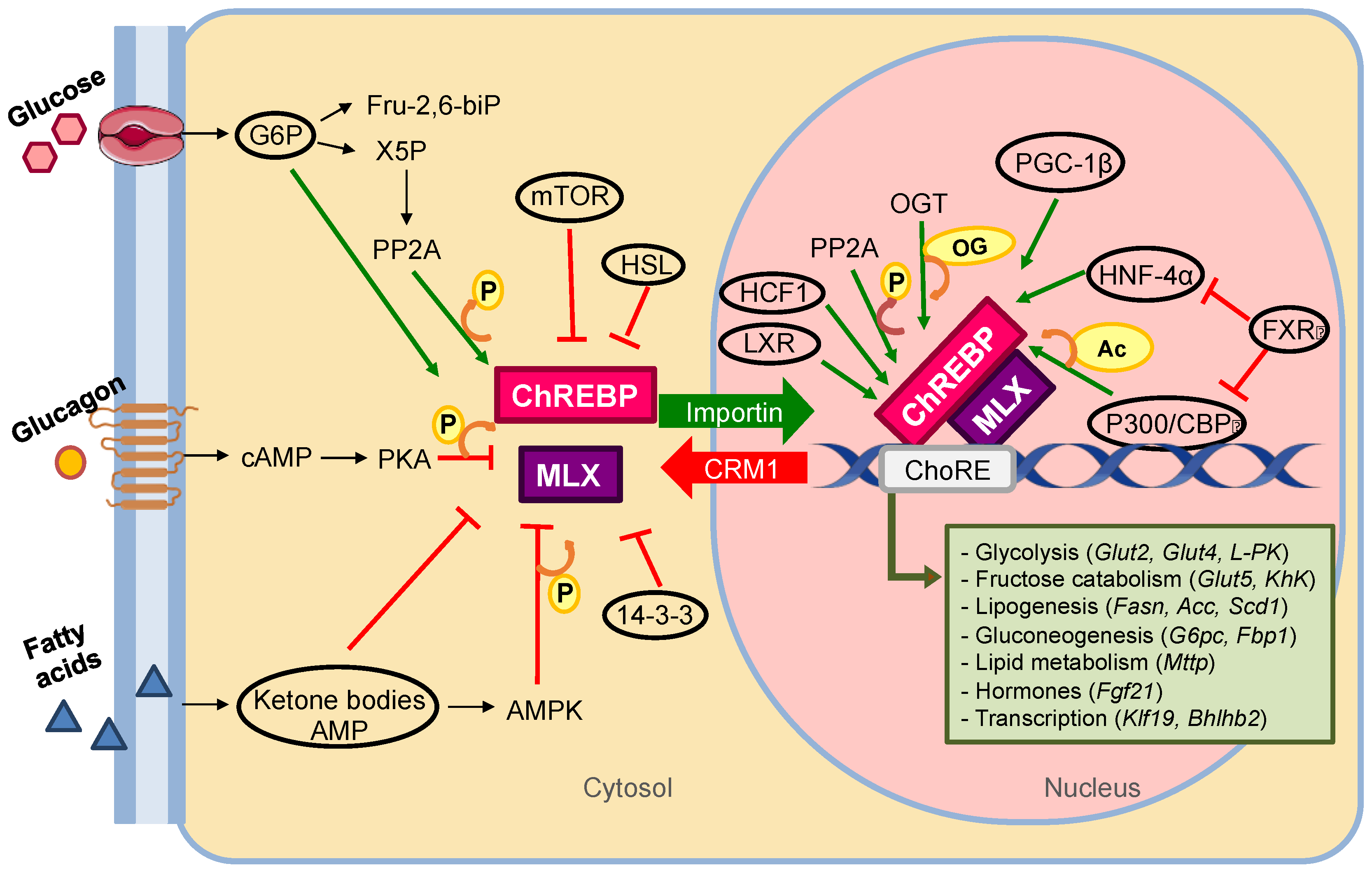 Nutrients Free Full Text From Food To Genes Transcriptional Regulation Of Metabolism By Lipids And Carbohydrates Html