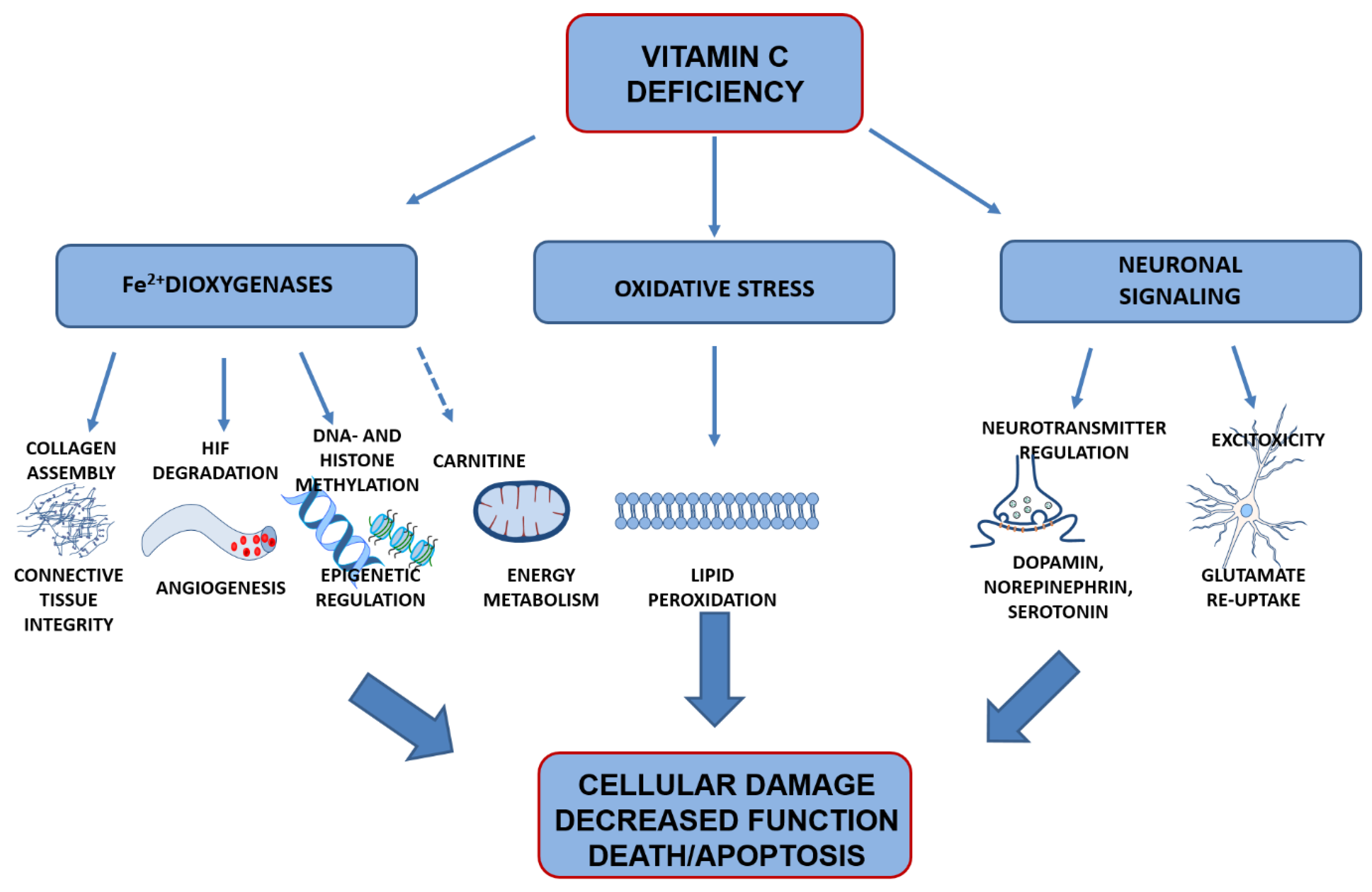 Nutrients | Free Full-Text | Vitamin C Deficiency in the Young  Brain—Findings from Experimental Animal Models