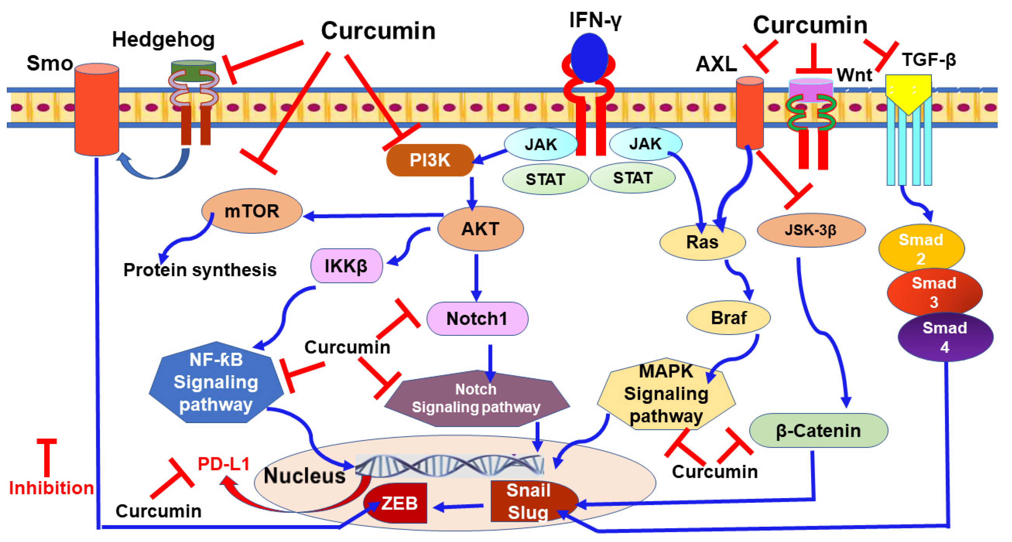 Nutrients 13 01718 g003