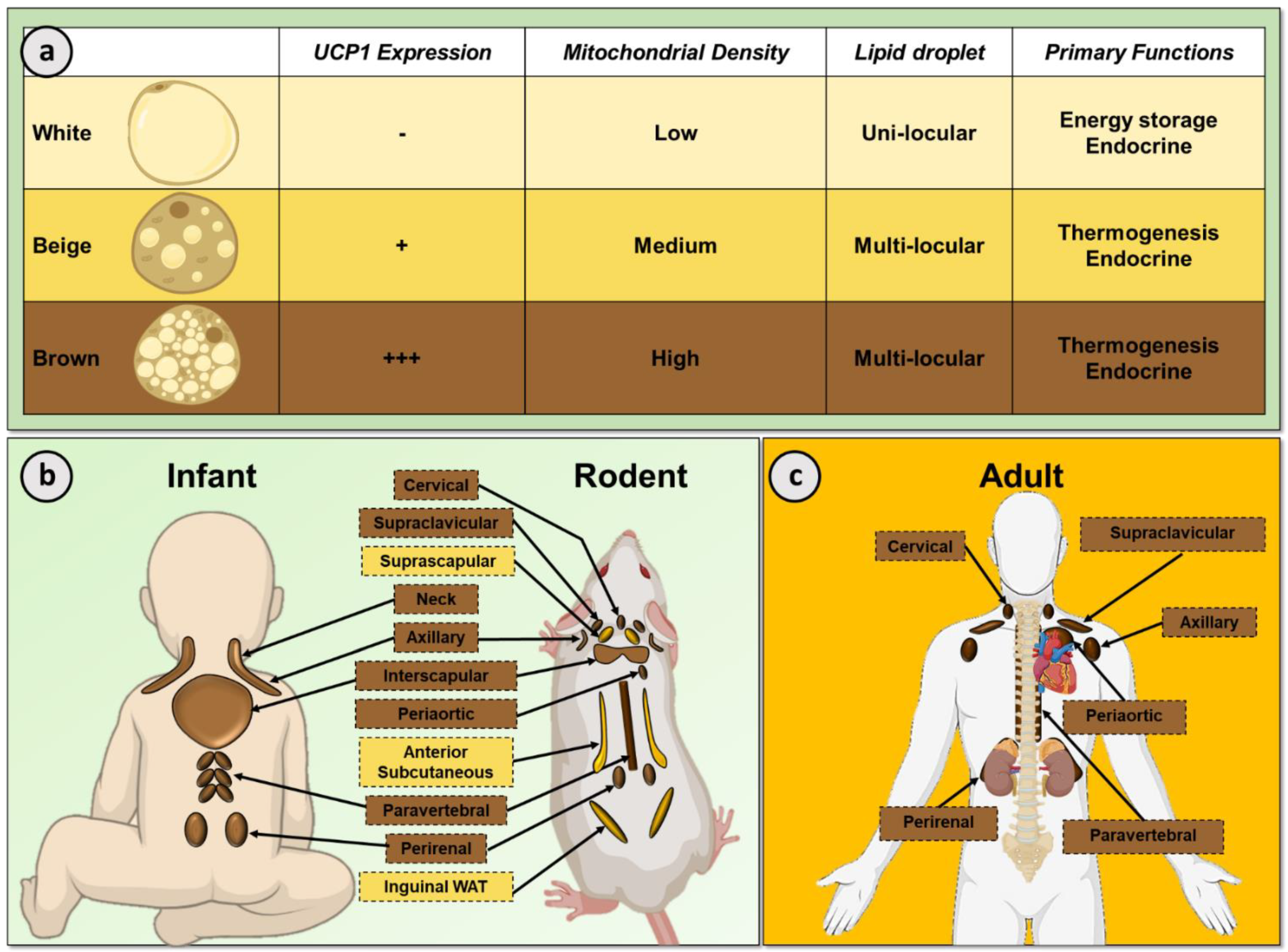 Nutrients | Free Full-Text | Nutritional Regulation of Human Brown Adipose  Tissue