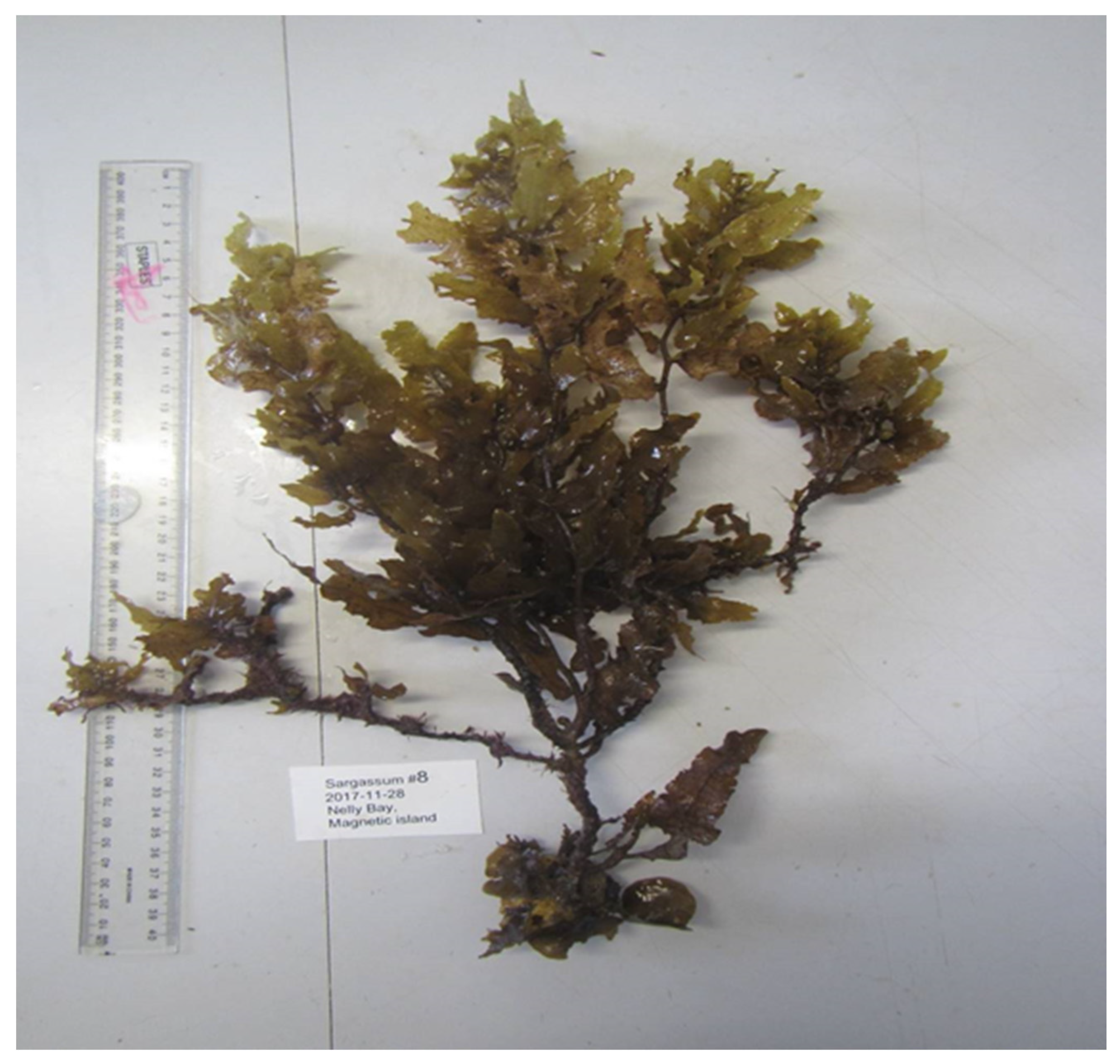 sargassum labeled