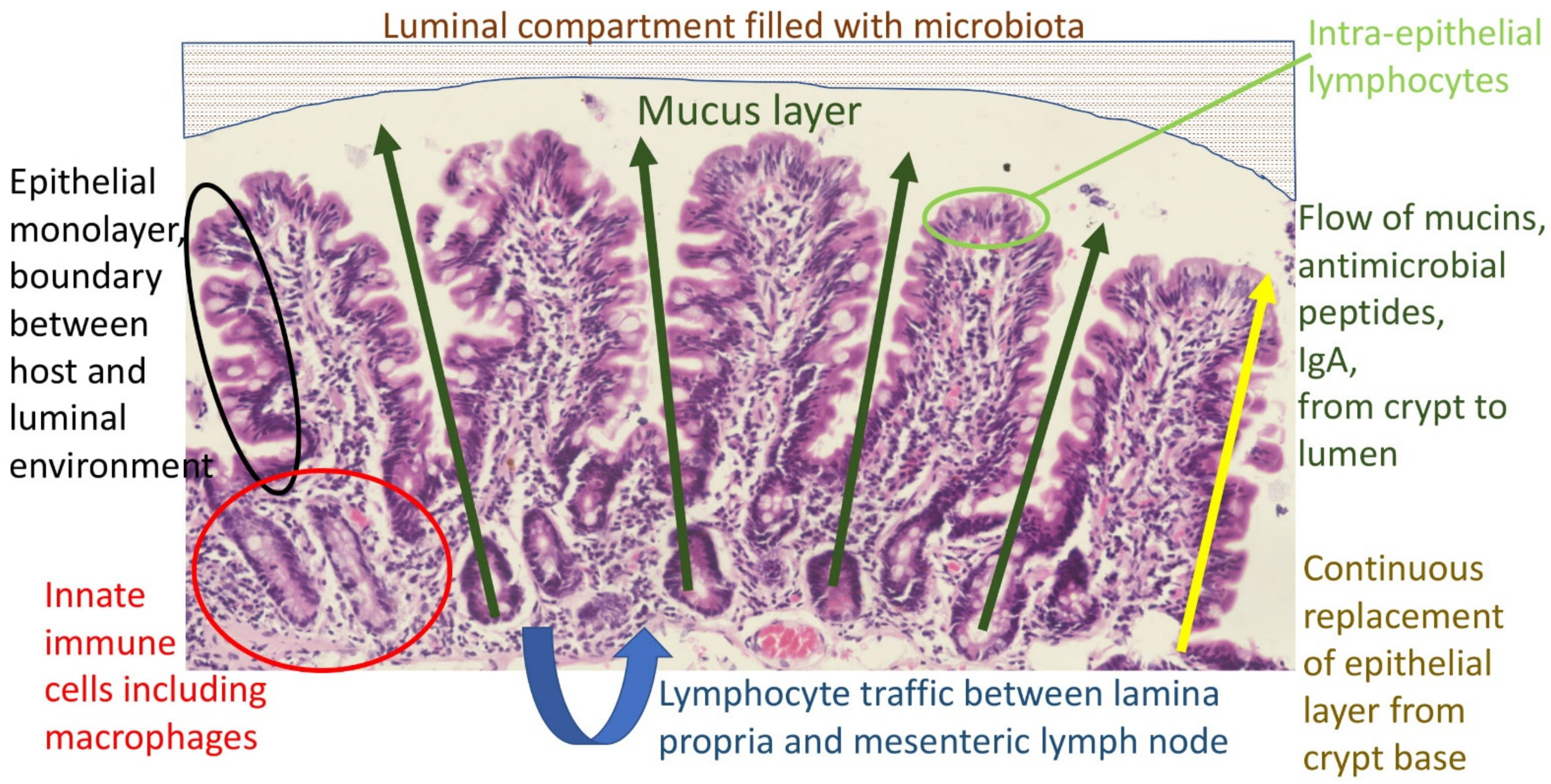 Nutrients 13 01956 g001 Nutrients 13 01956 g001
