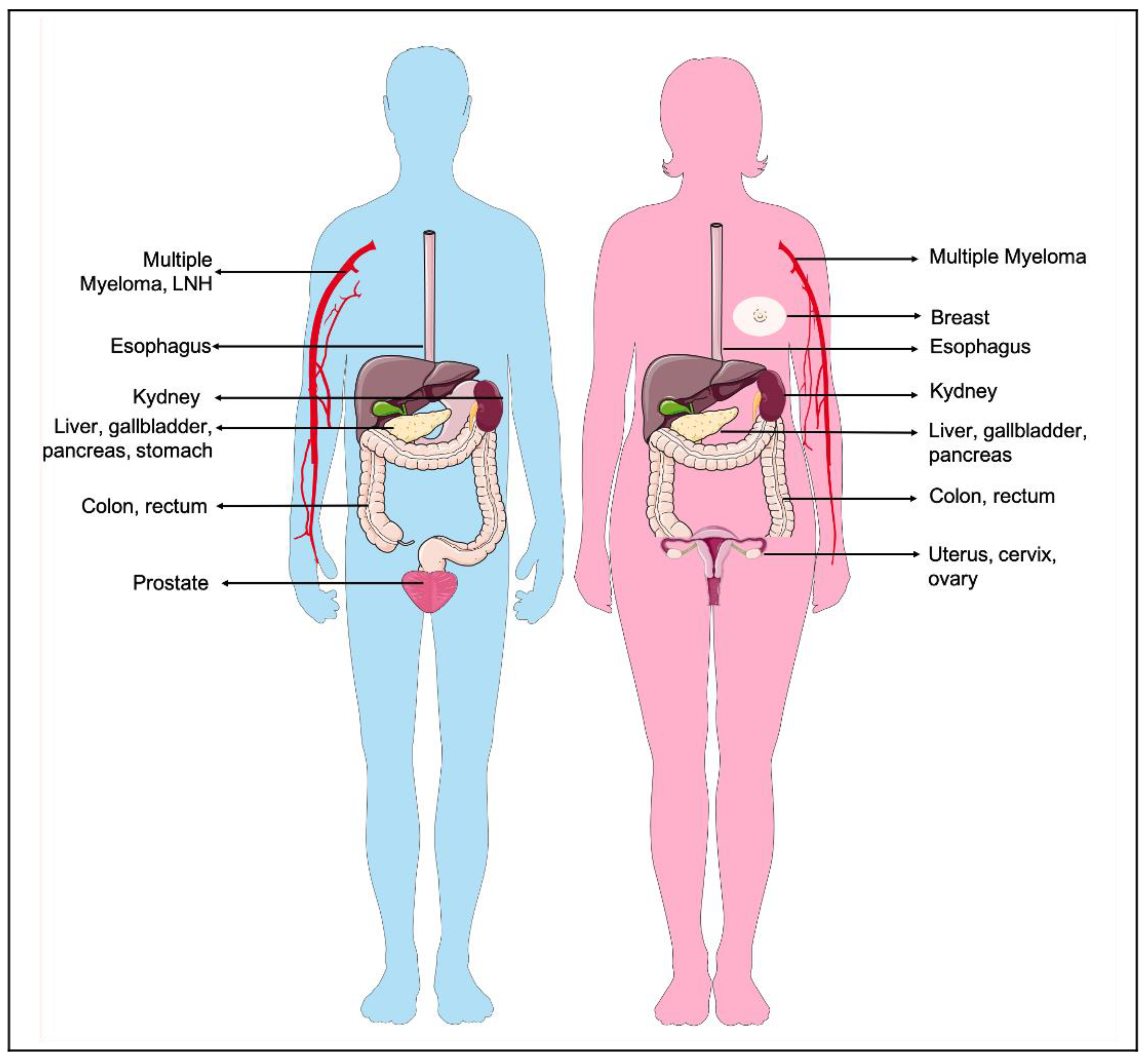 Nutrients | Free Full-Text | Visceral Adiposity and Cancer: Role in  Pathogenesis and Prognosis