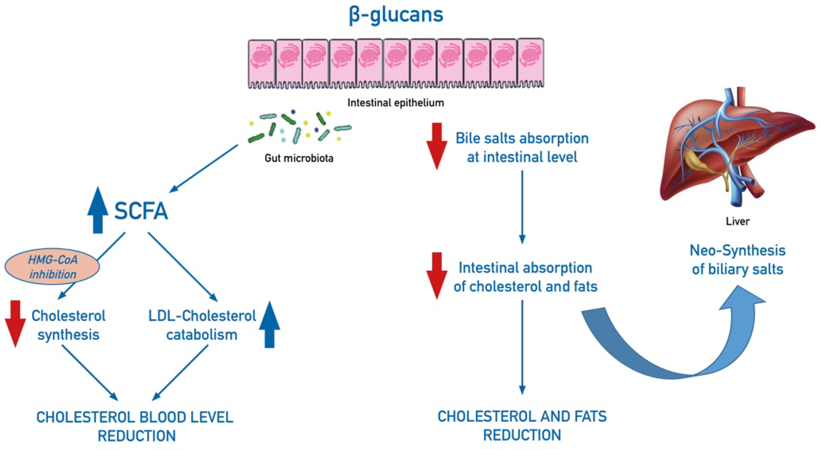 Nutrients | Free Full-Text | Edible Mushrooms and Beta-Glucans: Impact on  Human Health