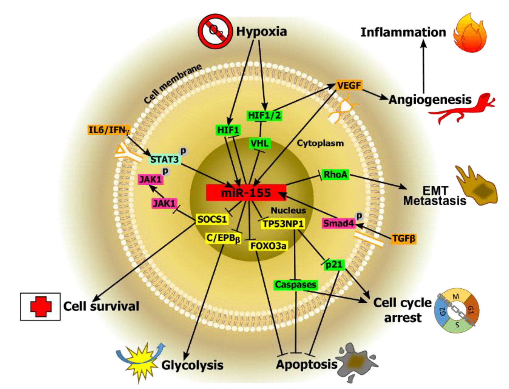 MicroRNA‑155‑5p inhibits the invasion and migration of prostate cancer  cells by targeting SPOCK1