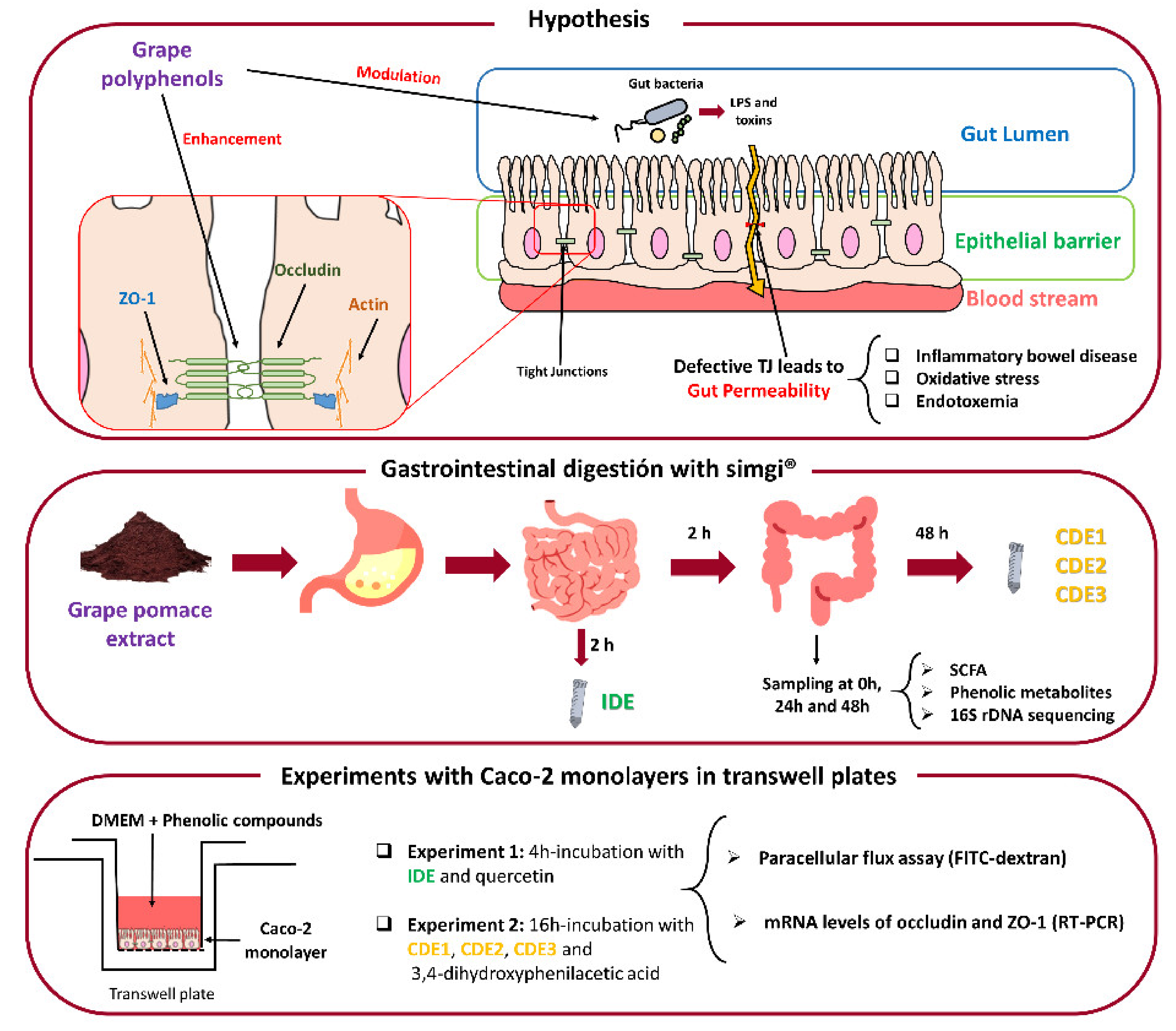 Nutrients 13 02467 g001