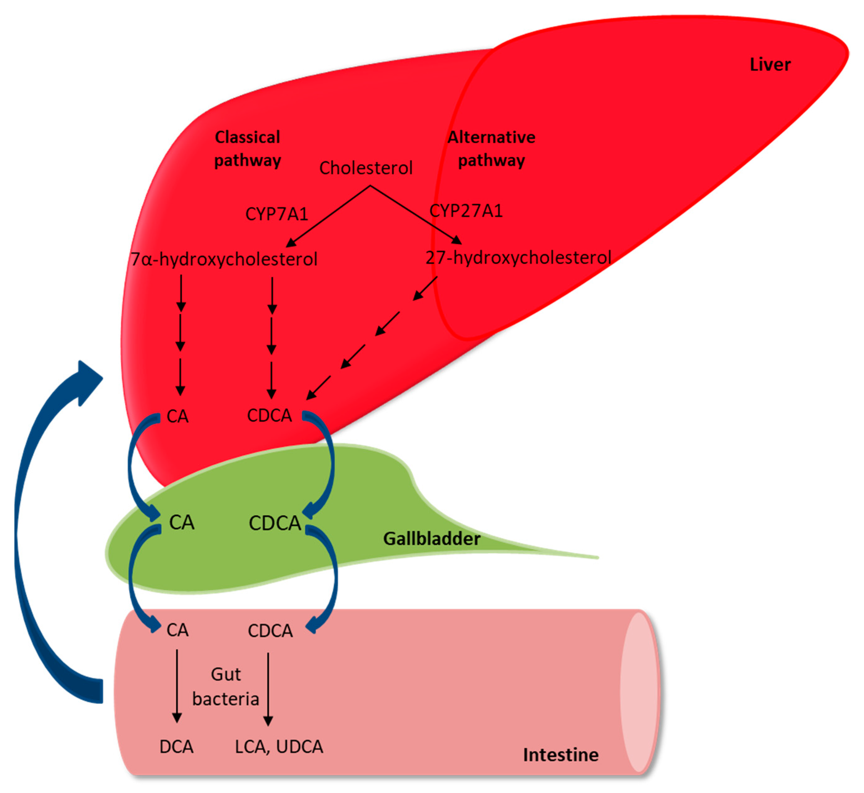 Nutrients | Free Full-Text | The Role of Vitamin K in Cholestatic Liver  Disease