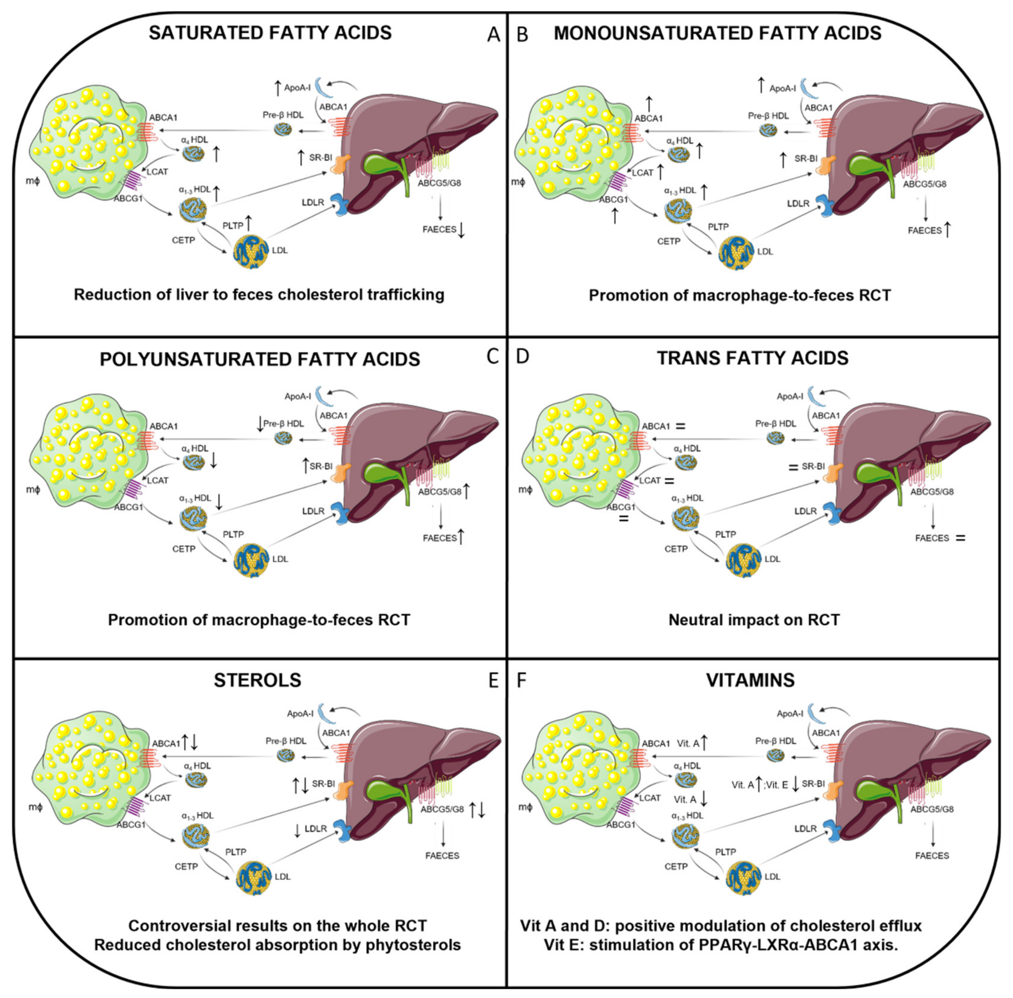 Nutrients 13 02643 g002 Nutrients 13 02643 g002