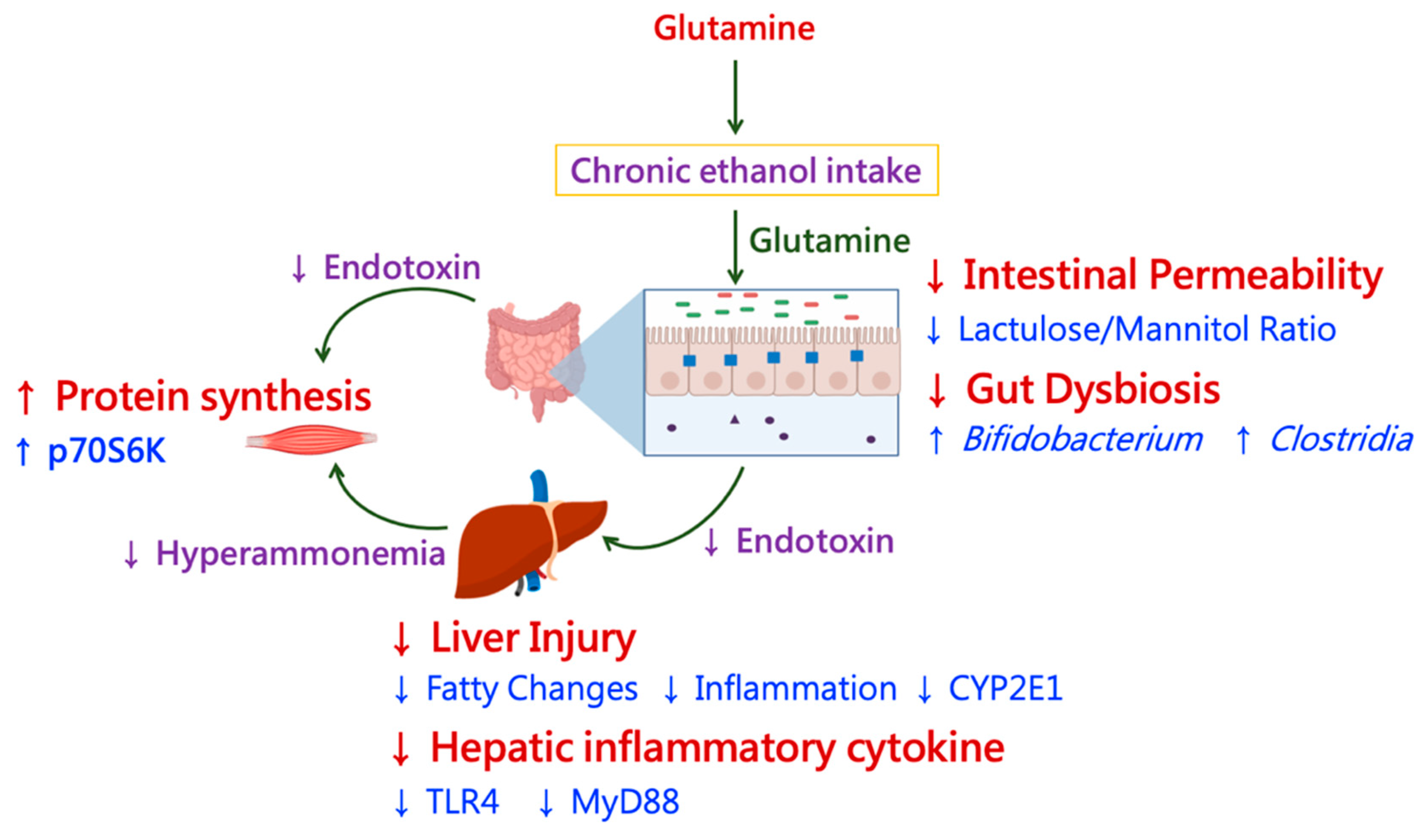 Glutamine and protein synthesis