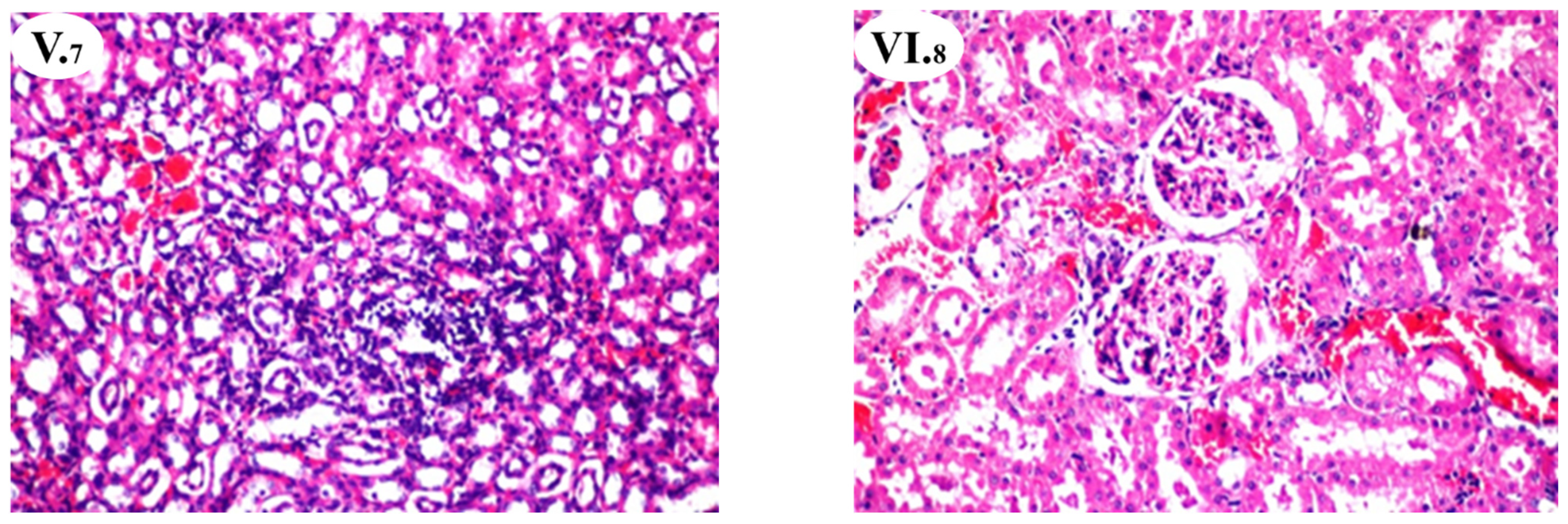 Nutrients 13 02973 g001b