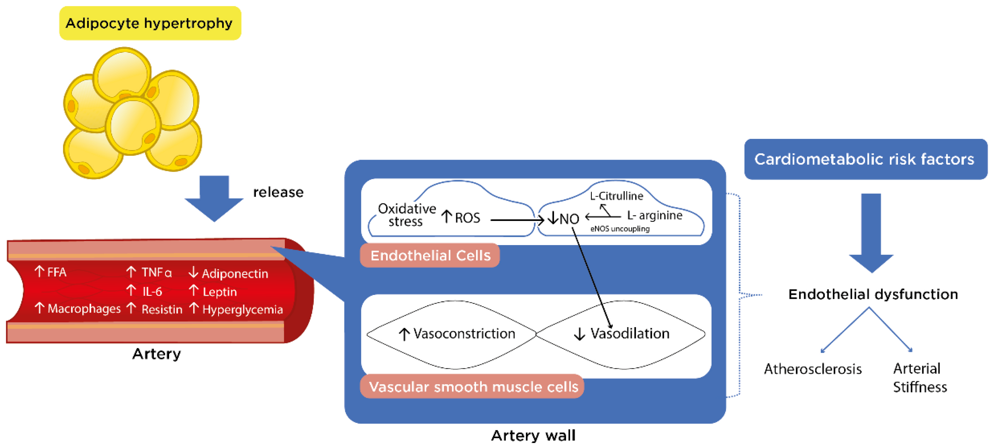 Nutrients | Free Full-Text | Effects of L-Citrulline Supplementation and  Aerobic Training on Vascular Function in Individuals with Obesity across  the Lifespan
