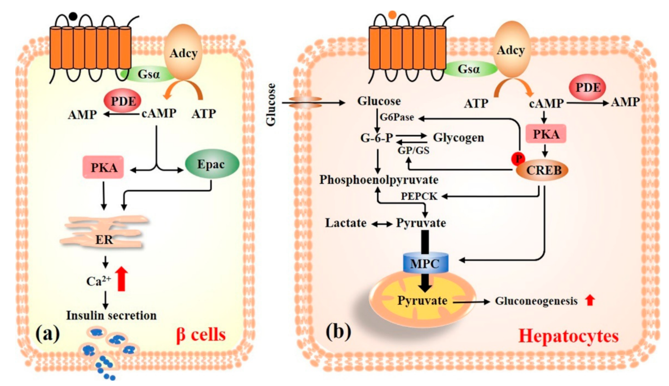 Nutrients 13 03038 g003