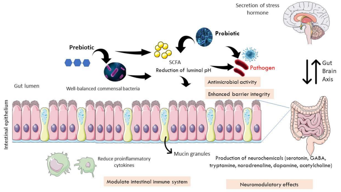 Nutrients | Free Full-Text | Irritable Bowel Syndrome, Depression, and  Neurodegeneration: A Bidirectional Communication from Gut to Brain