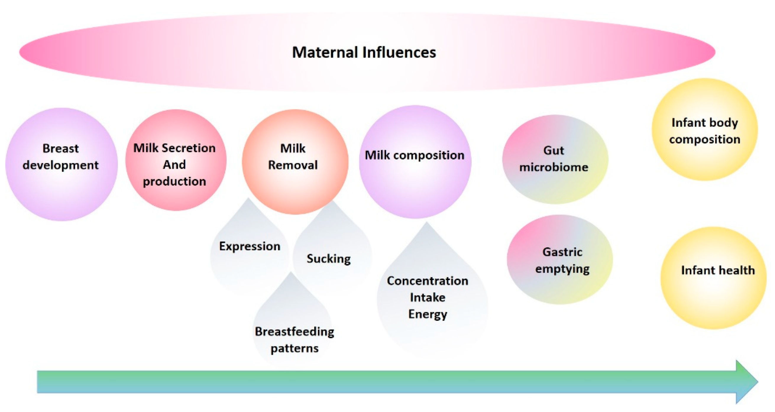 The Correlation of Lactating Womenûs Breast Size and Breast Milk