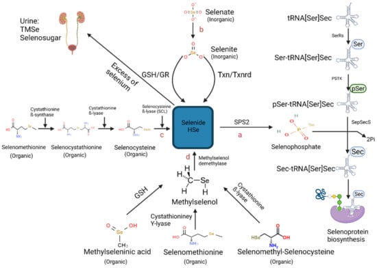 Selenium in water reproductive health