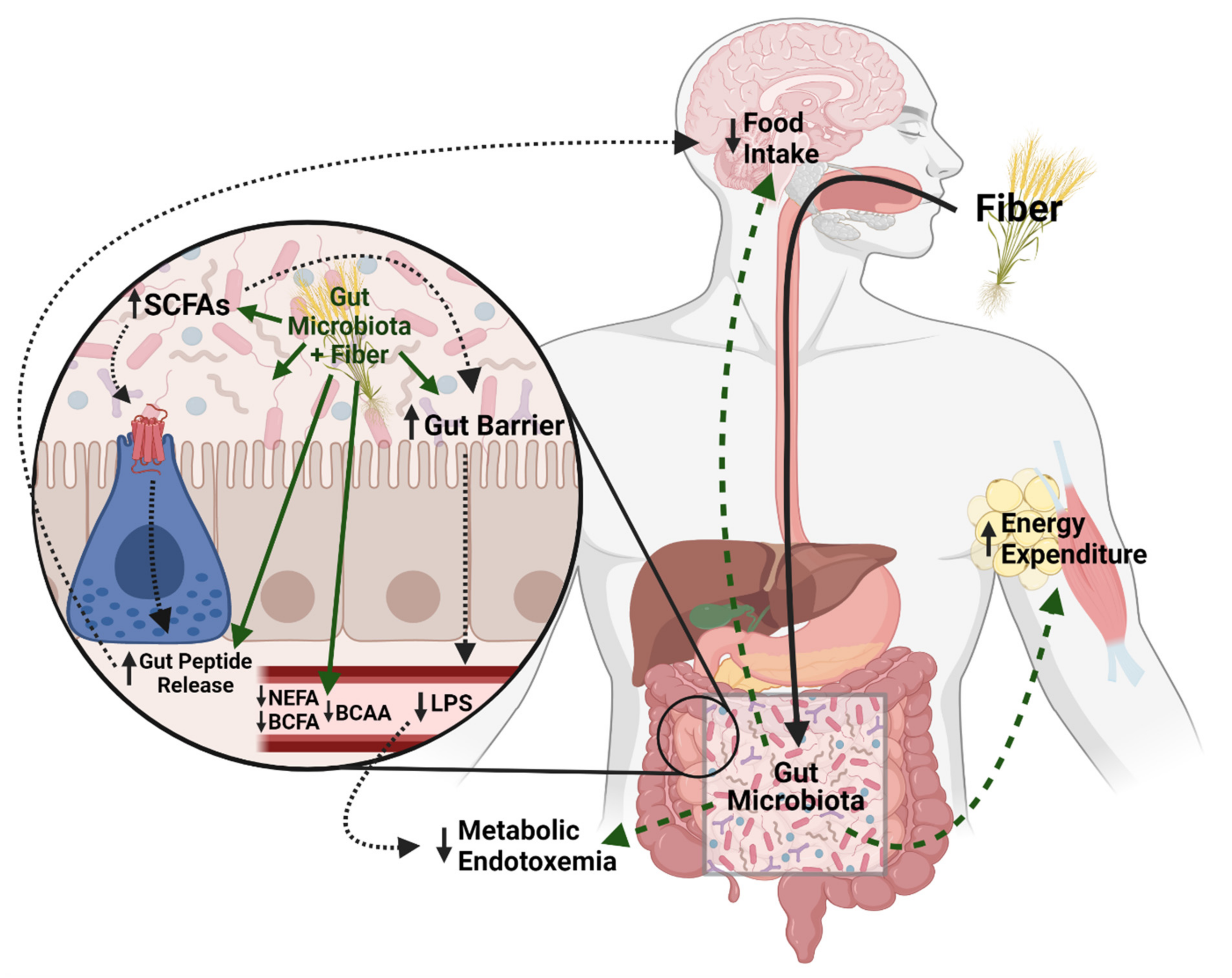 Non-Exercise Activity Thermogenesis in Human Energy Homeostasis