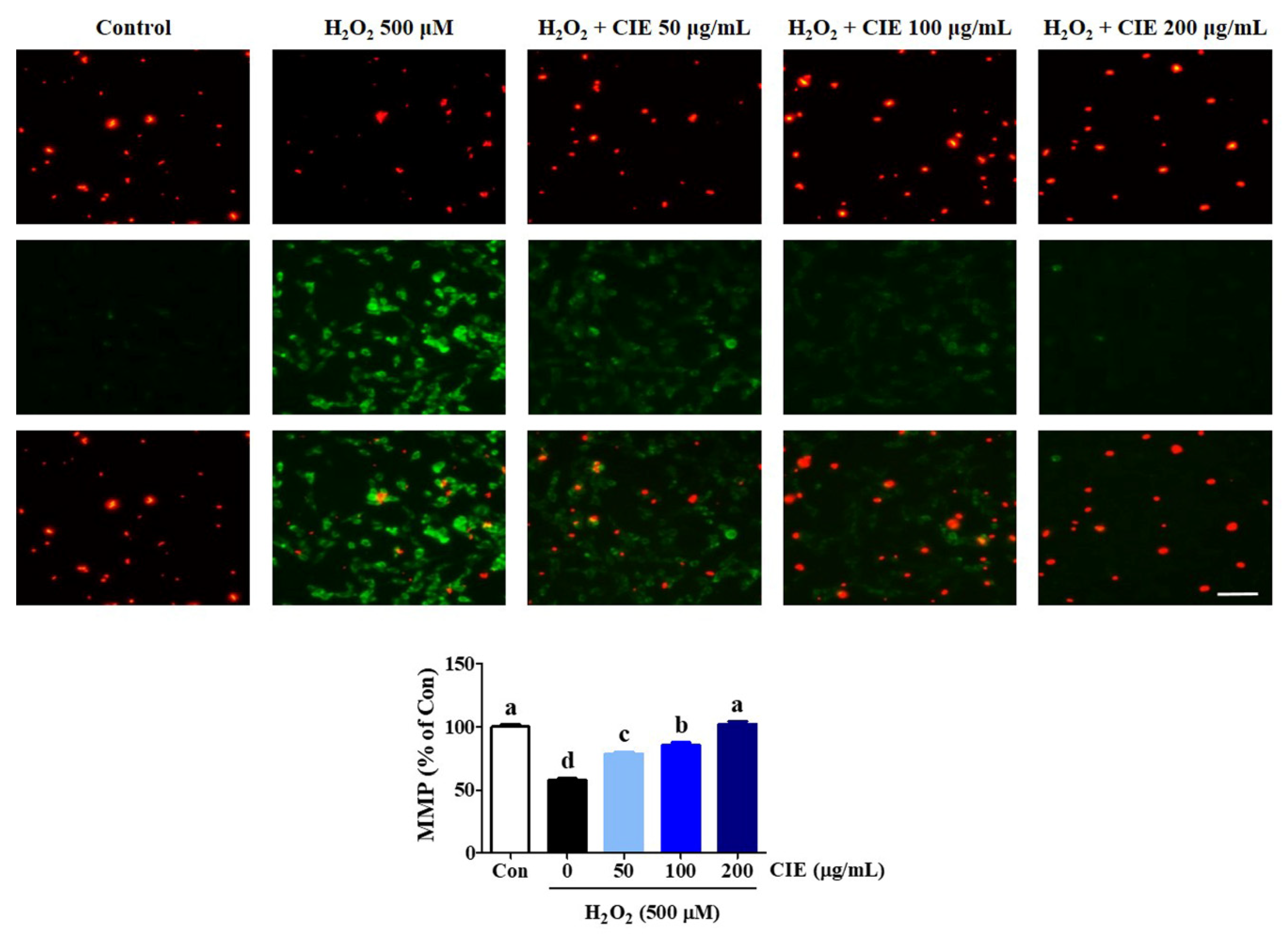 Nutrients 13 03690 g003 Nutrients 13 03690 g003